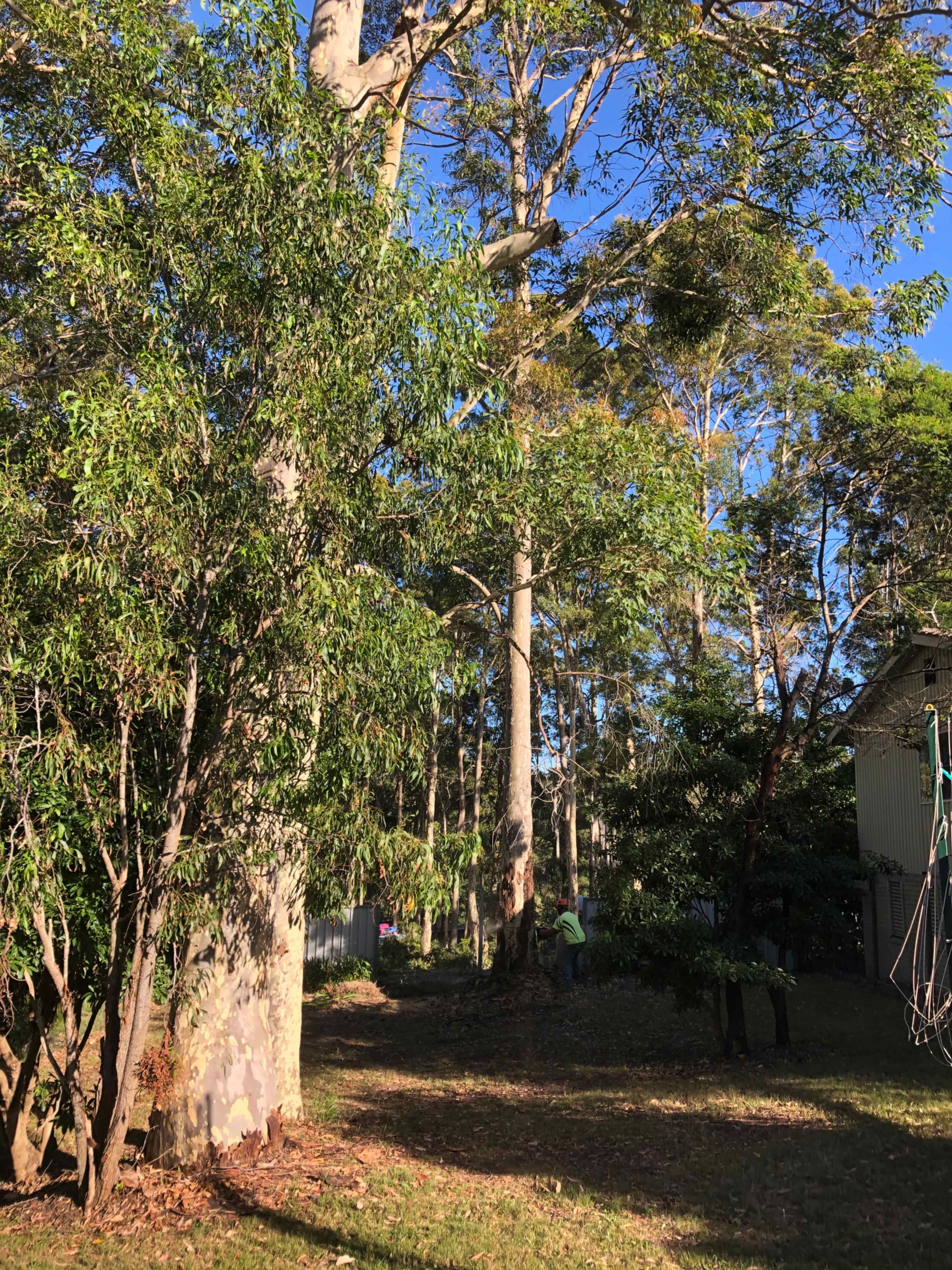A person works among tall trees in a wooded backyard on a clear day.