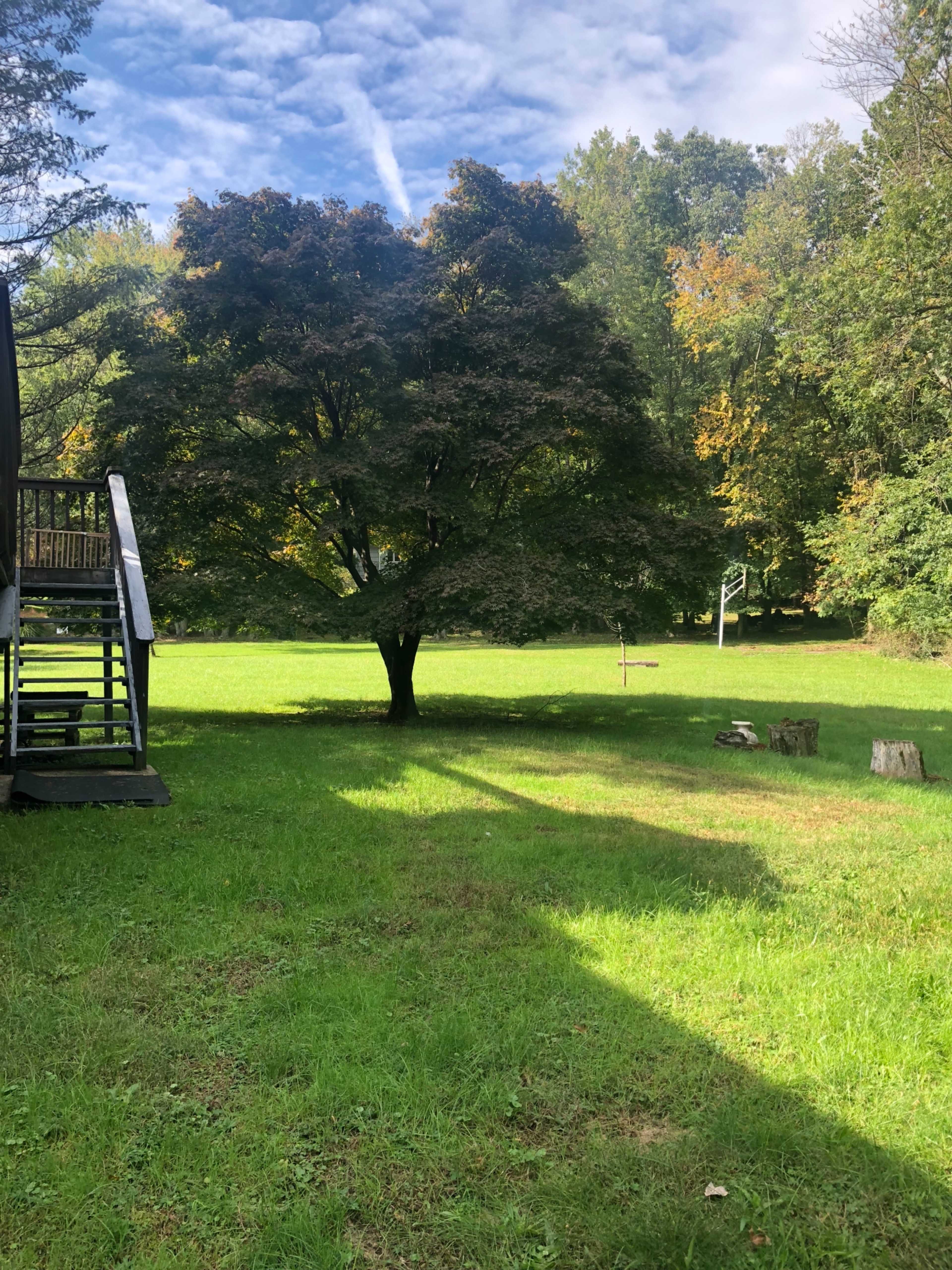 A large tree stands in a grassy yard with steps leading to a deck on one side and a wooded area in the background.