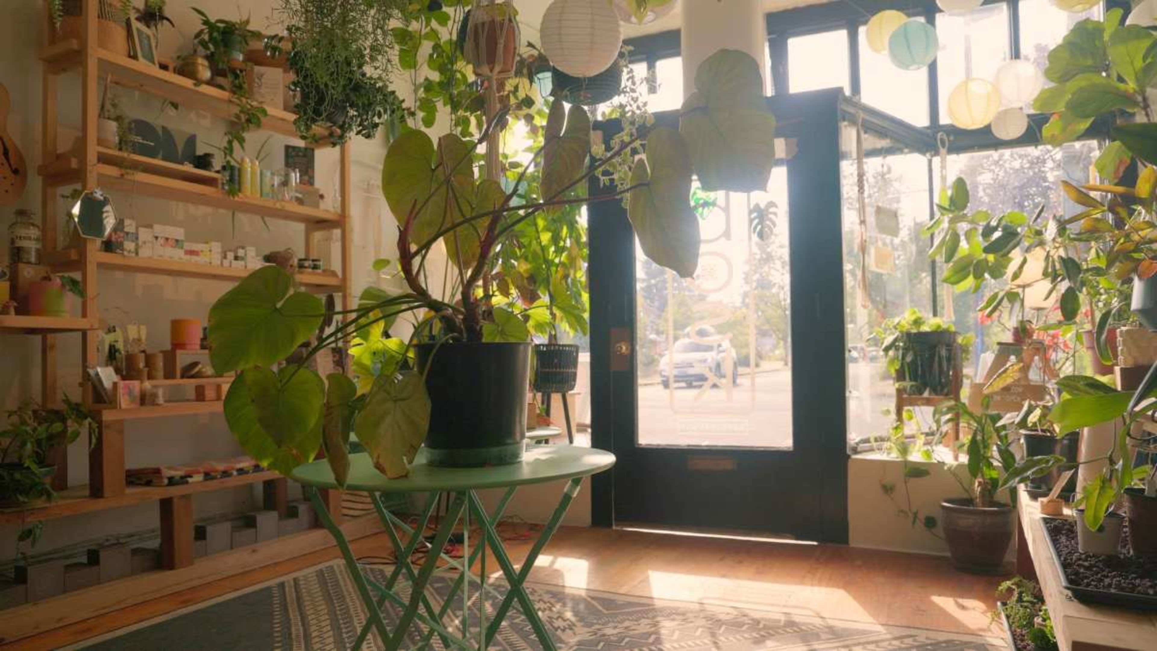 Beautiful light-filled plant shop Image in Northeast Portland, Portland, OR