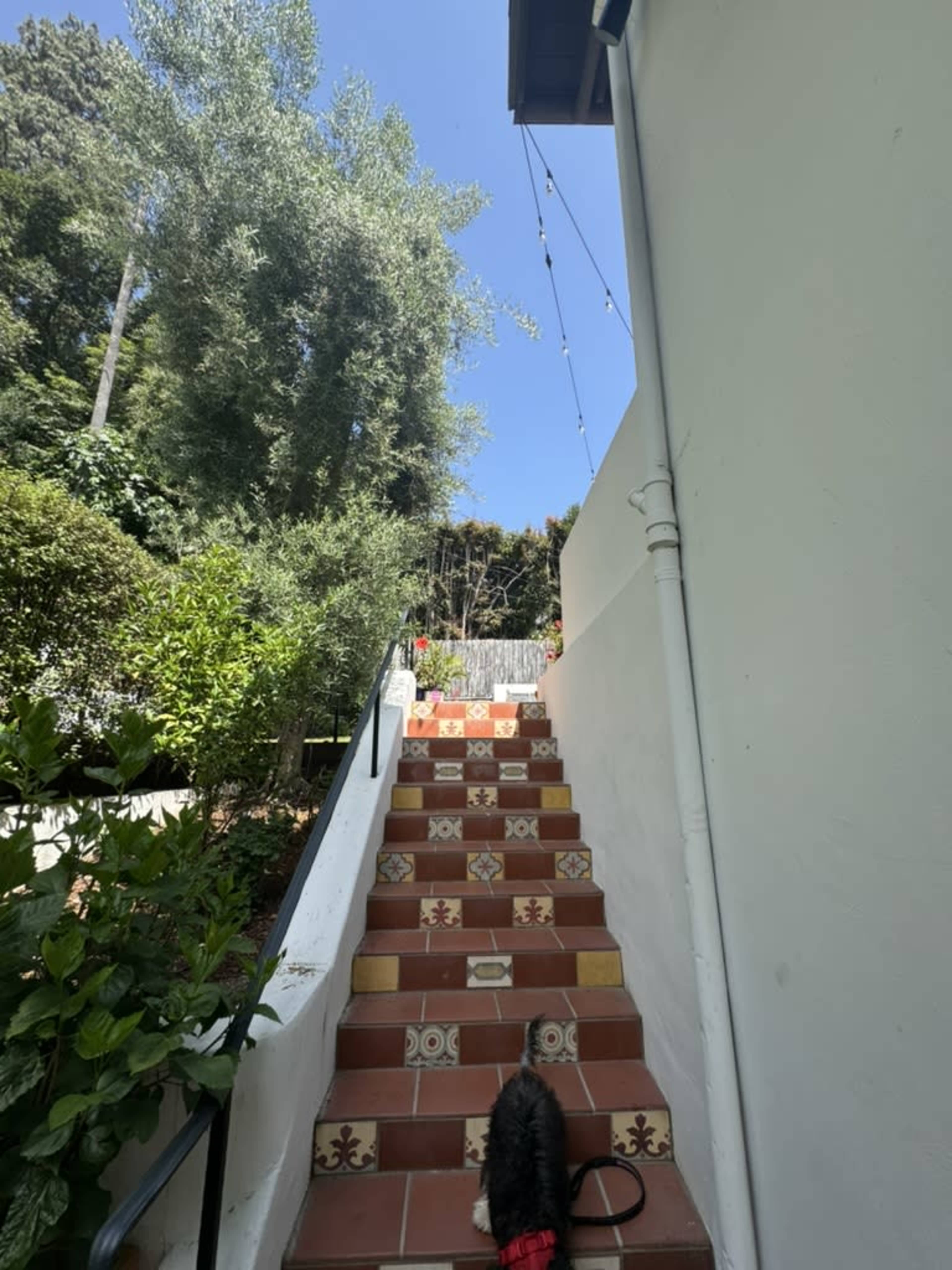 A dog climbs a set of tiled stairs leading up to a house, surrounded by greenery and under a clear blue sky.
