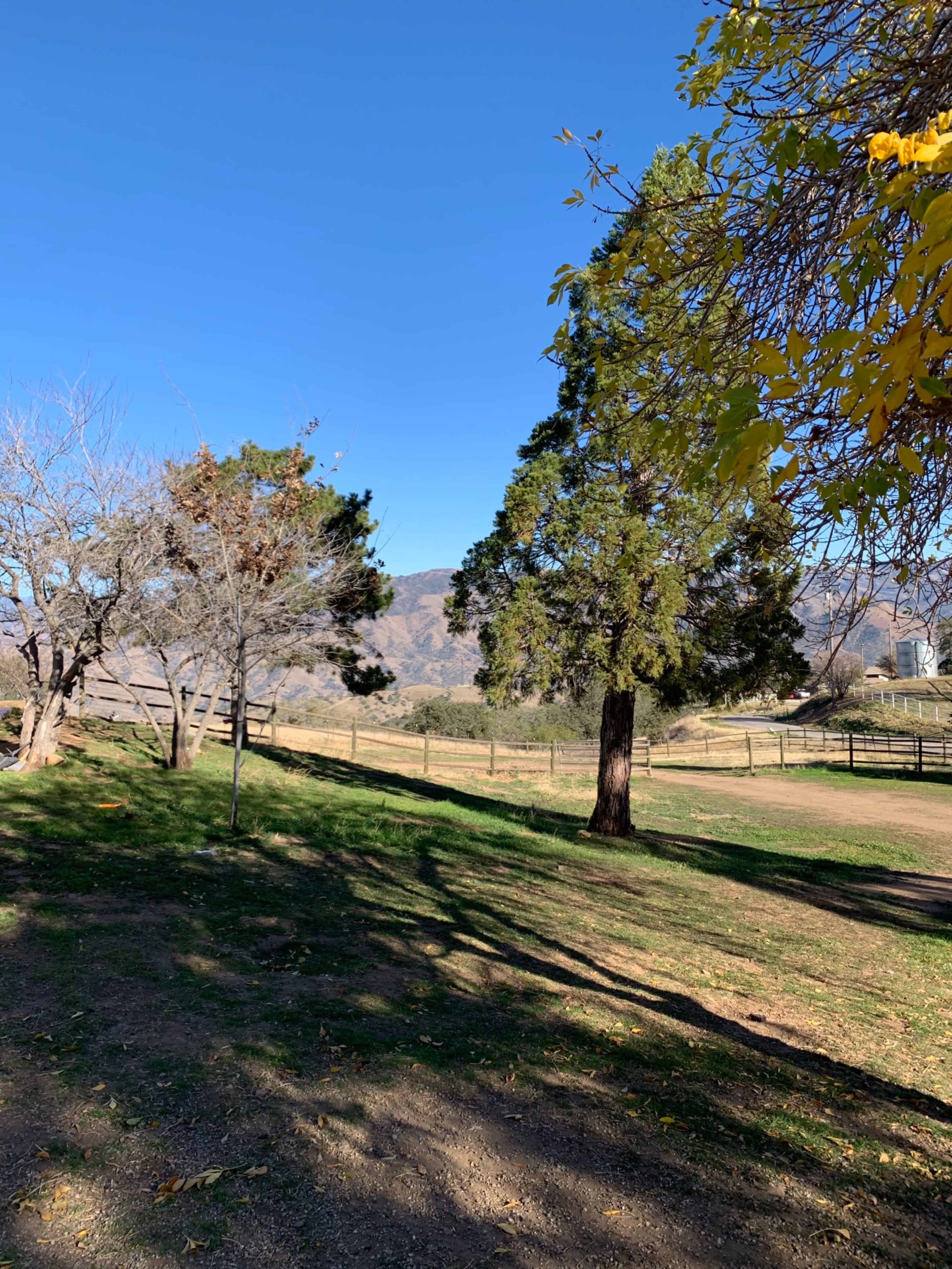 A grassy area with several trees and a clear blue sky in the background, leading to a distant mountainous landscape.