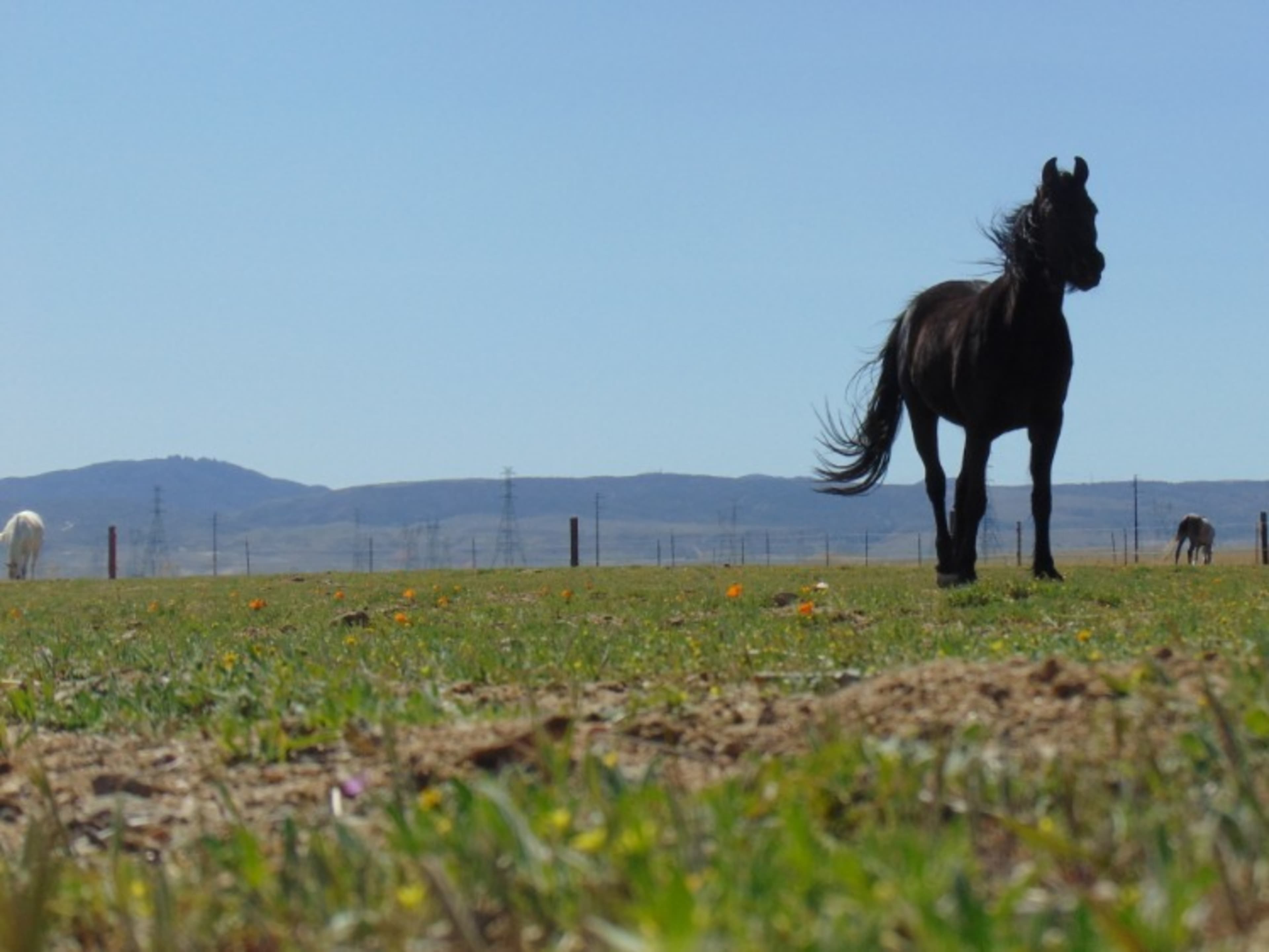 Horses for filming and photo shoots 