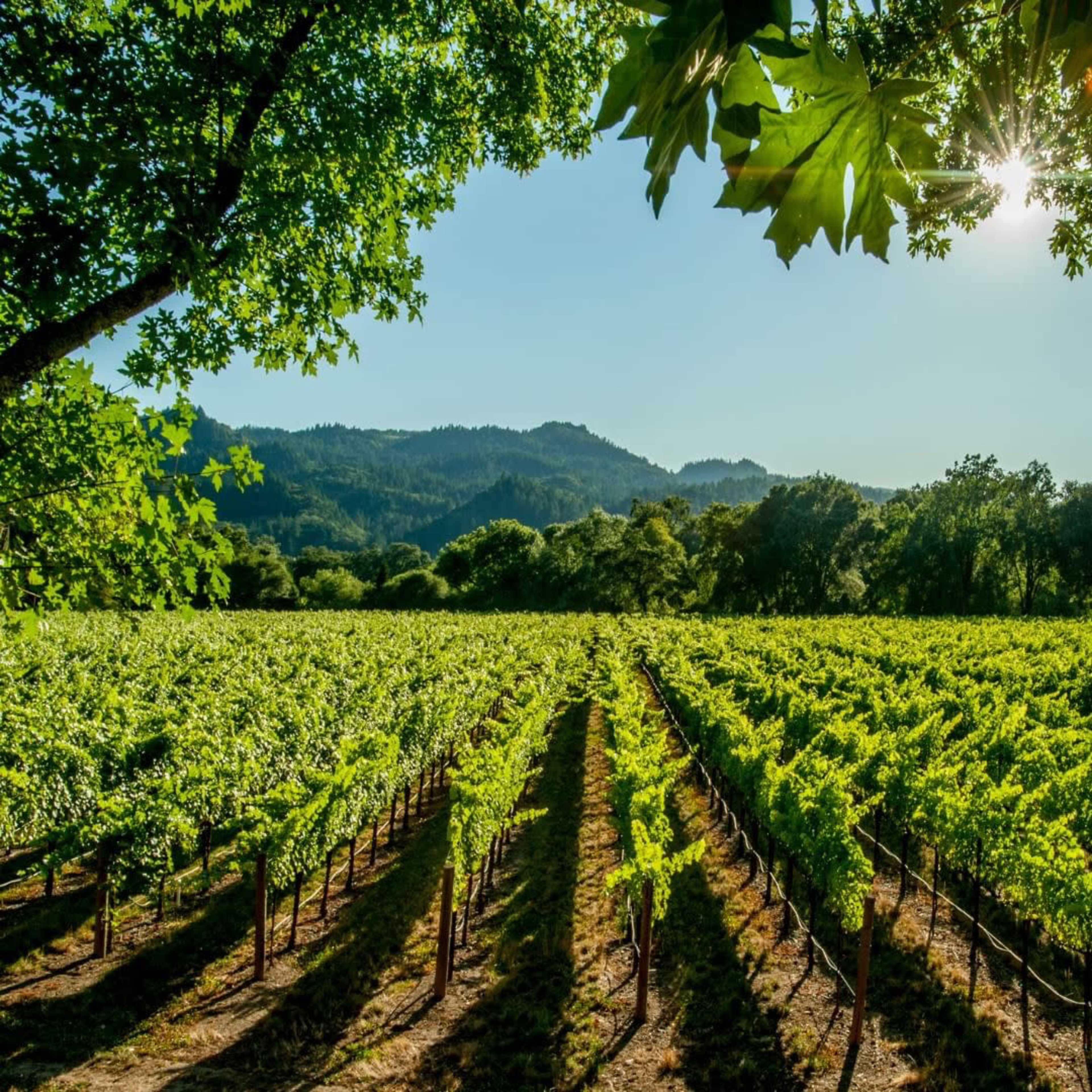 A row of grapevines stretches across a vineyard under clear blue skies and sunshine, framed by lush greenery and distant hills.