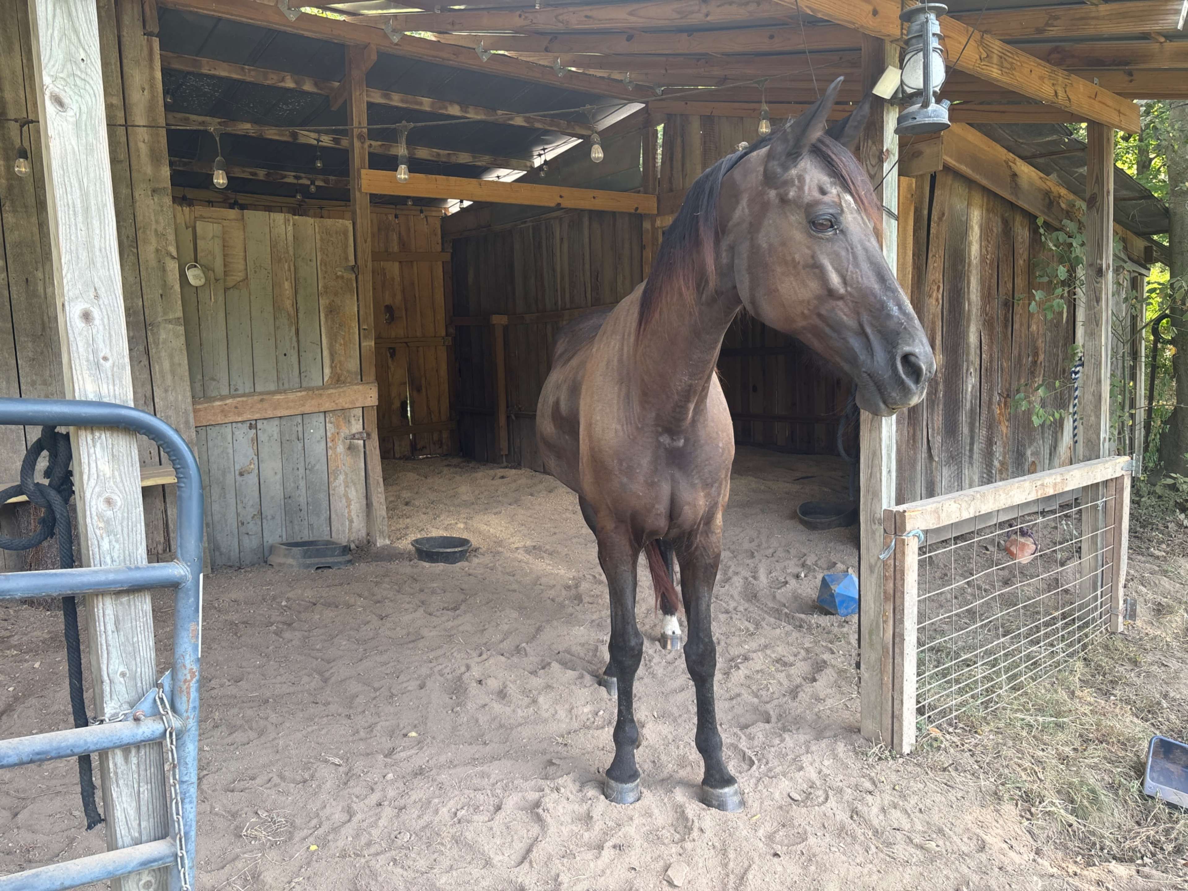 A brown horse stands inside a sandy barn, next to wooden beams and feeding containers.