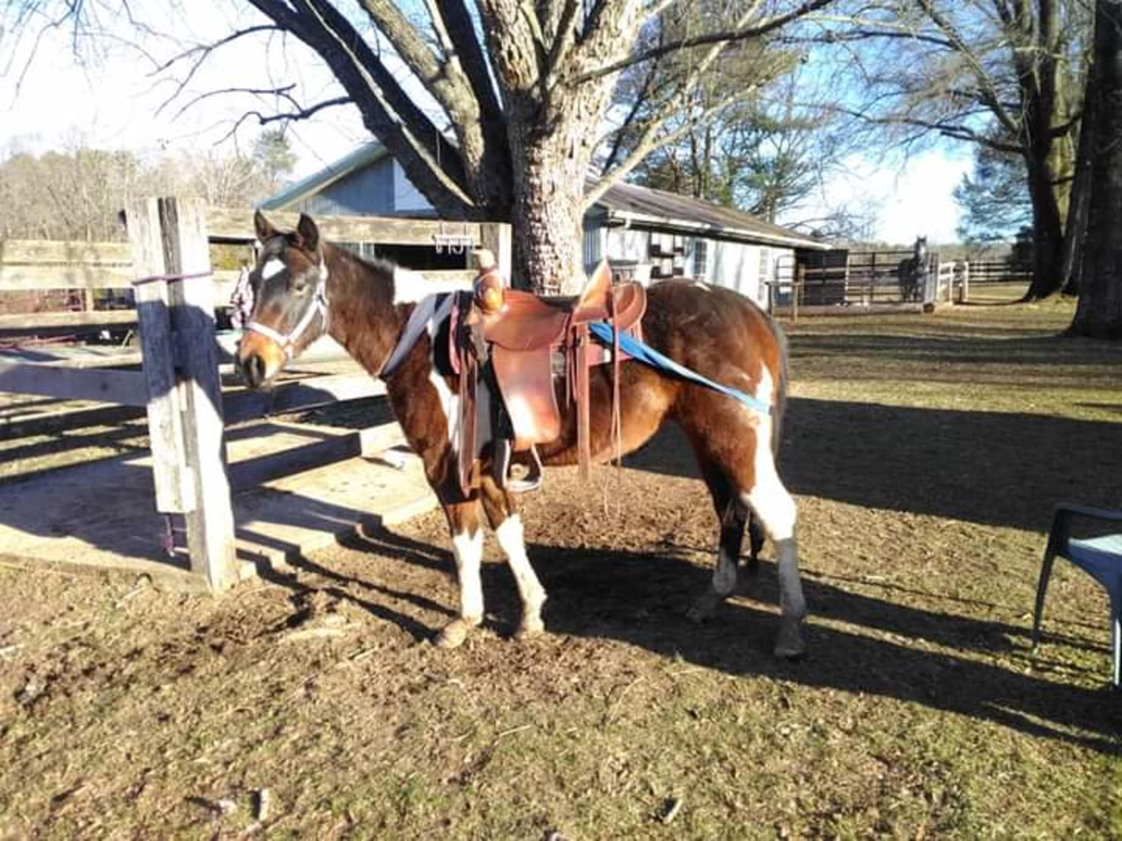 A saddle horse stands near a wooden fence in a rural yard with trees and a building in the background.