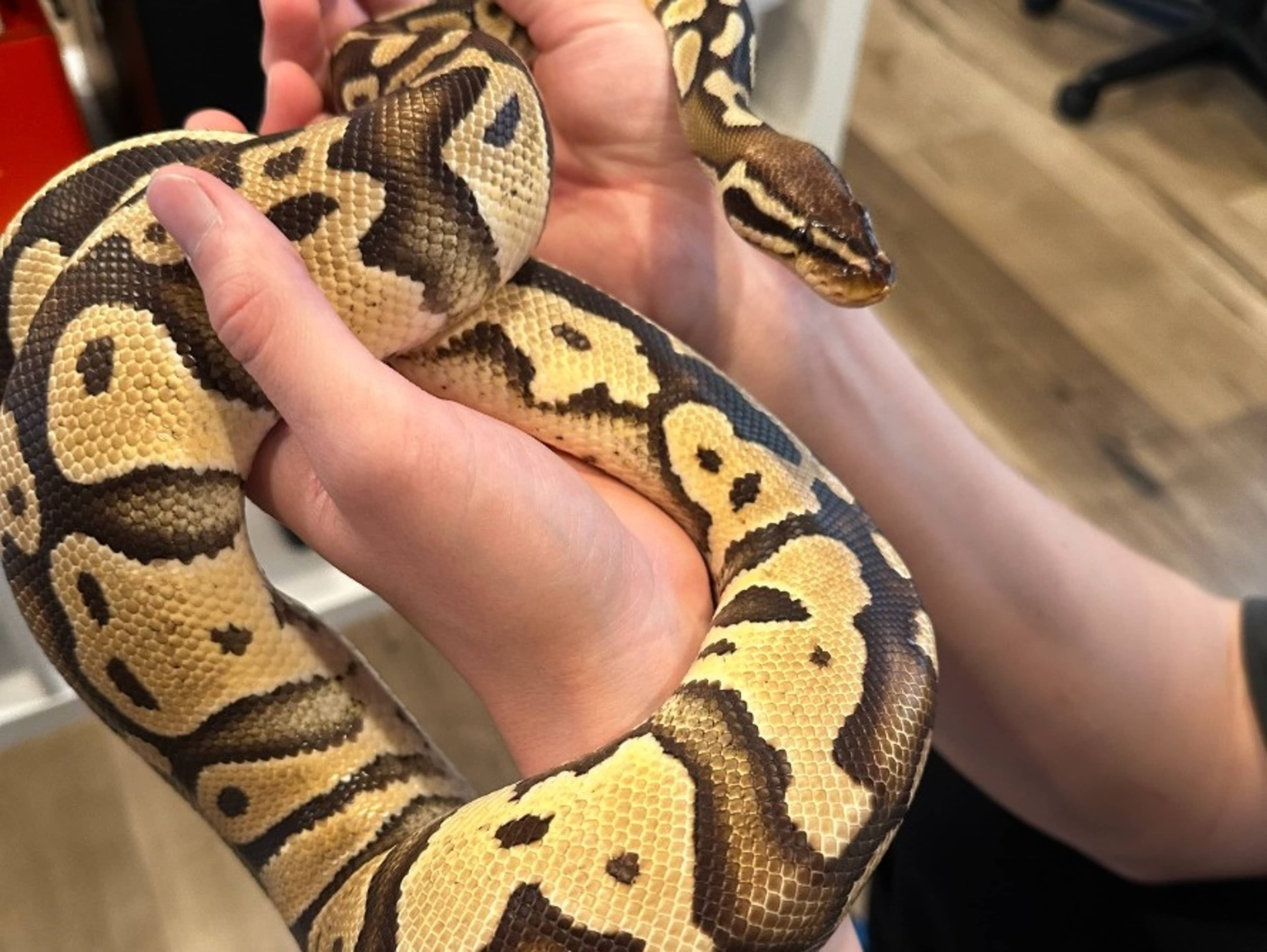 Python