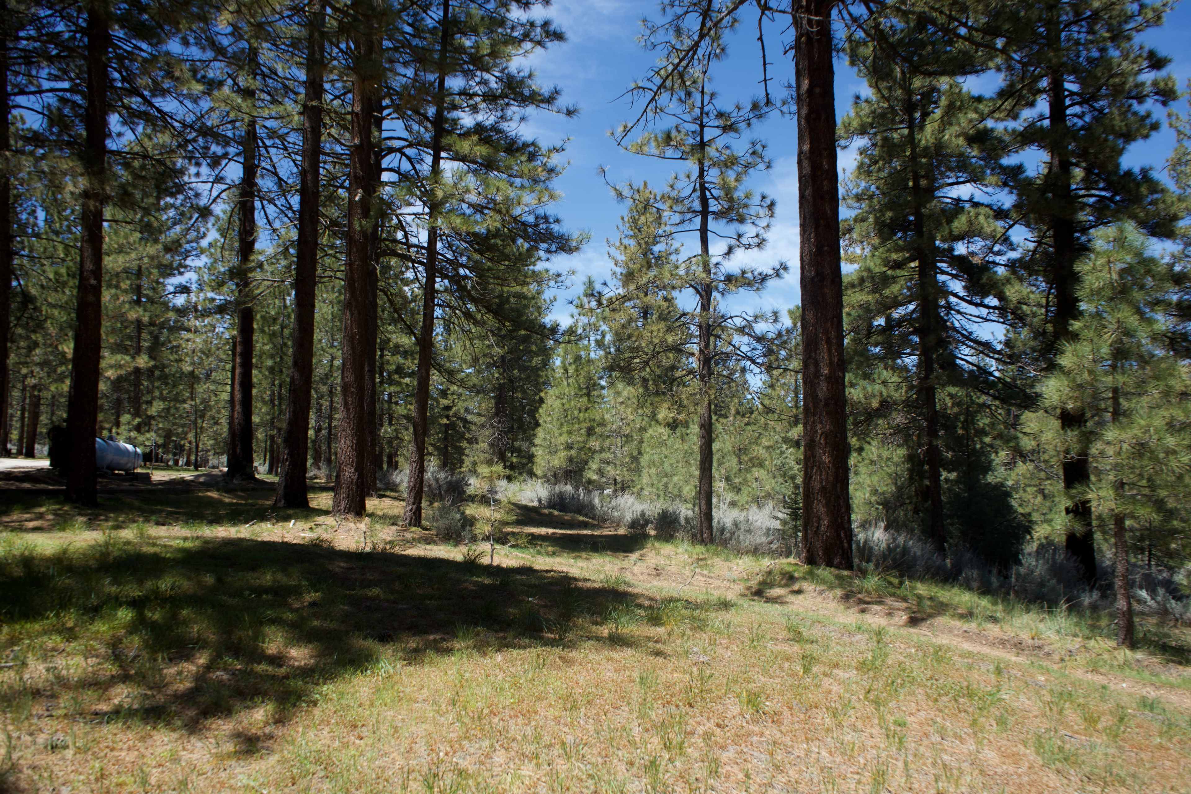 The image shows a wooded area with tall pine trees and a grassy ground under a clear blue sky.