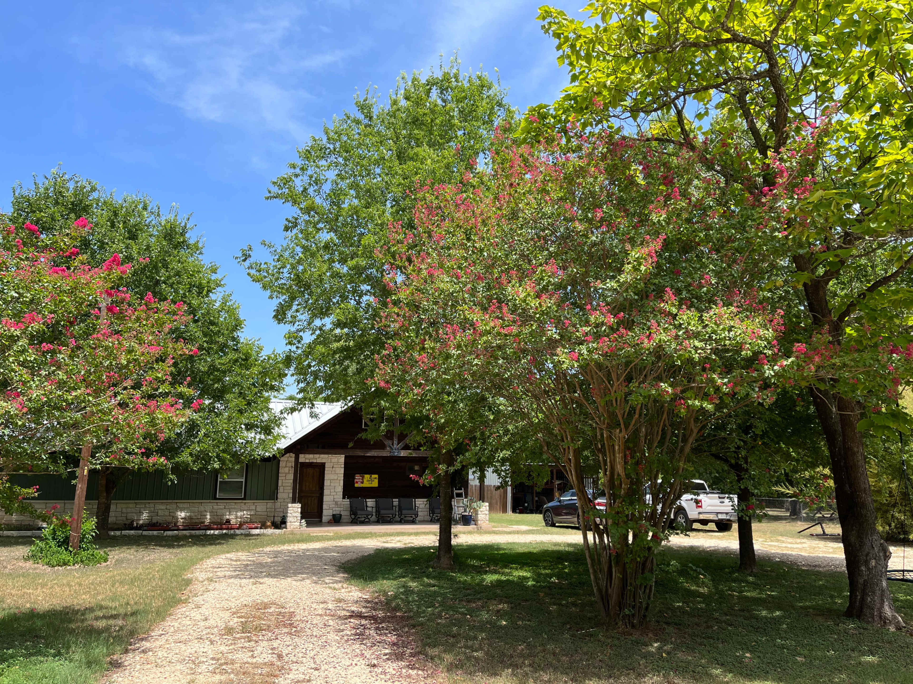 A gravel path leads to a house shaded by trees adorned with pink flowers under a clear blue sky.