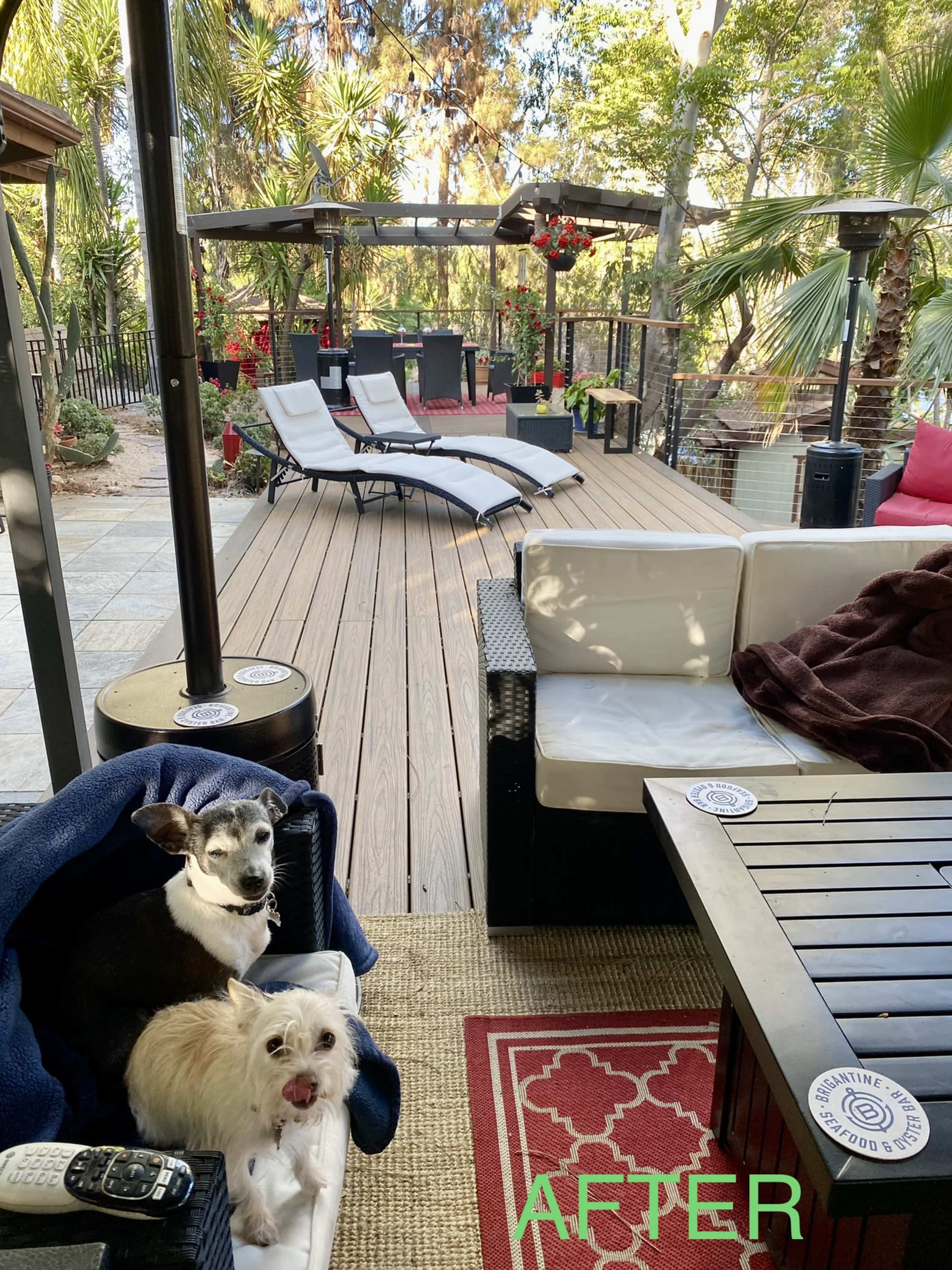 Two dogs relax on a cozy outdoor couch in a landscaped patio area with lounge chairs and a shaded bar in the background.