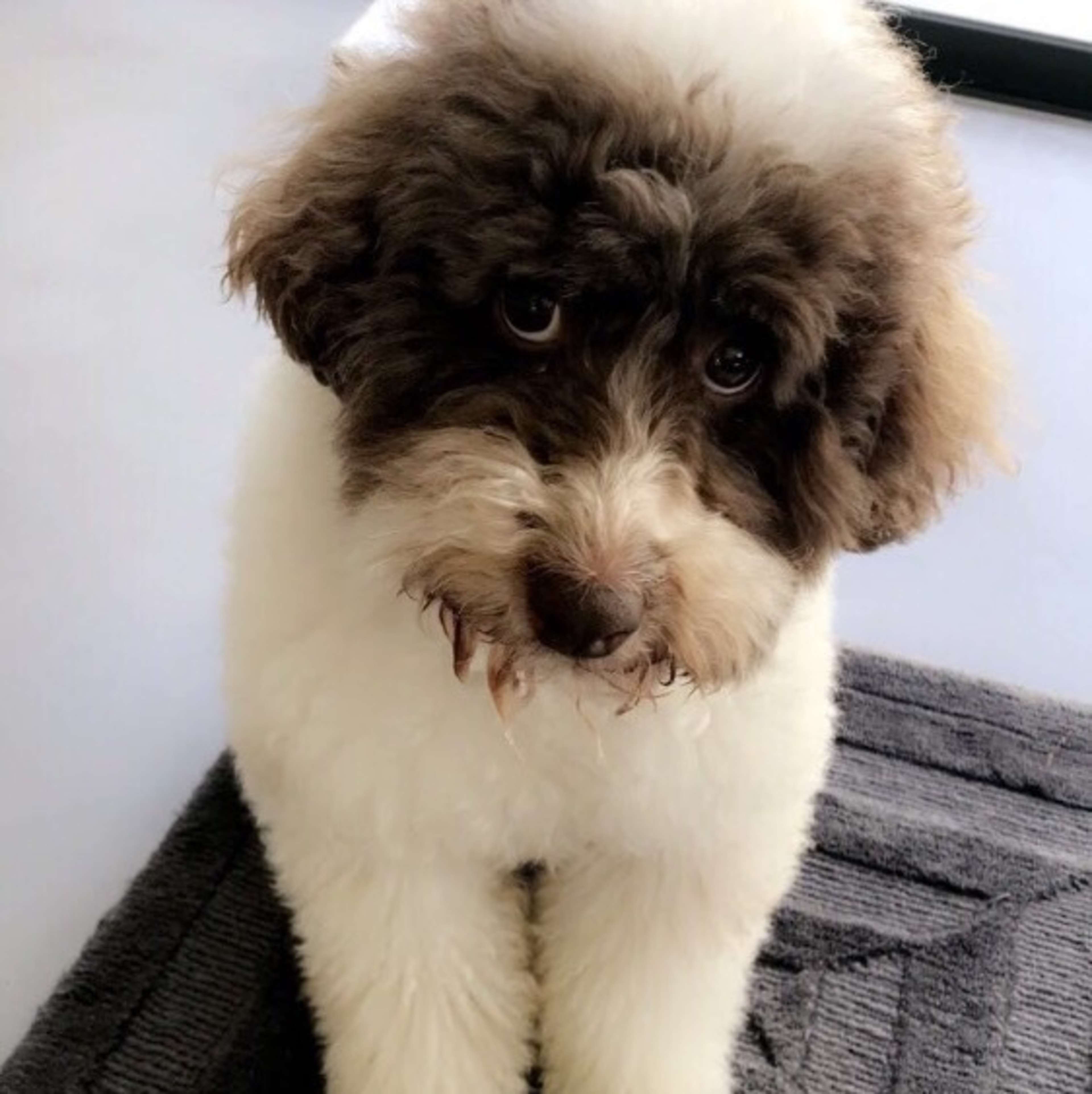 Miniature Spoodle Fizzy