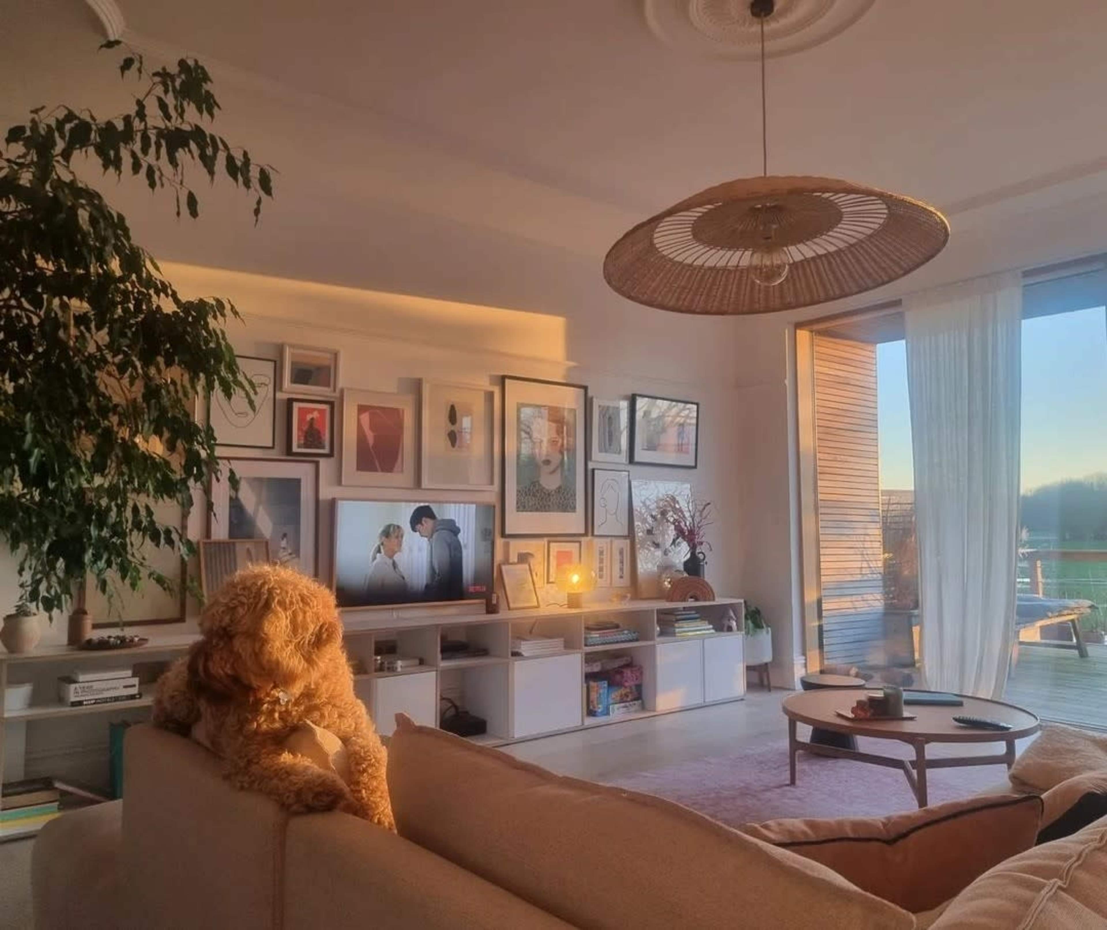 A dog sits on a couch in a well-decorated living room with a large window, showcasing framed artwork on the walls and warm light from a setting sun.