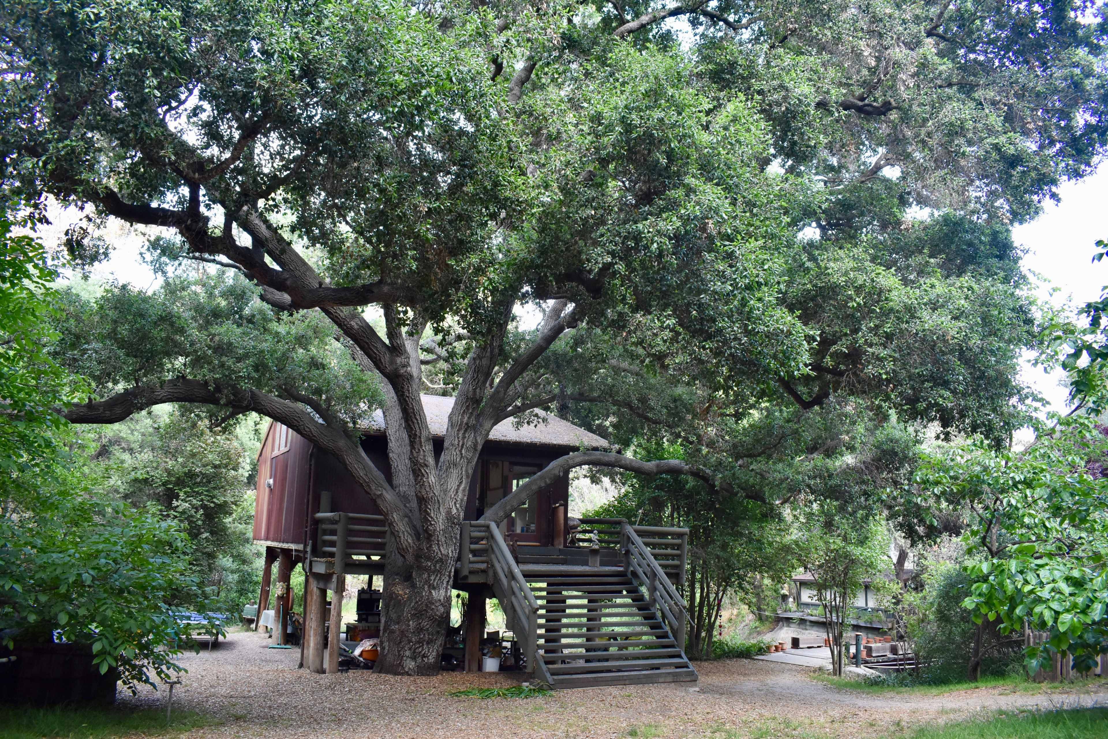 A treehouse with a wooden staircase sits among large trees in a gravel area surrounded by greenery.