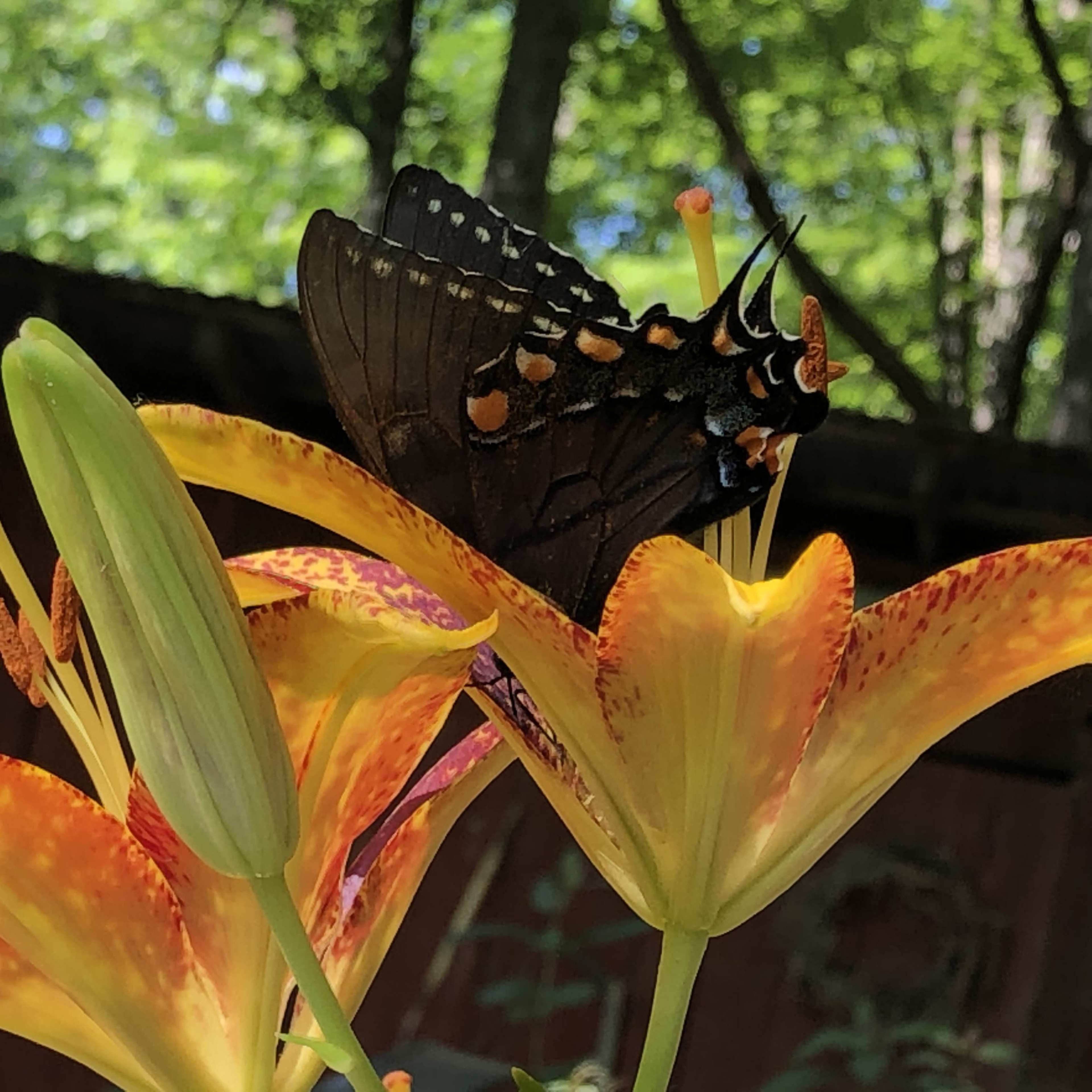 A butterfly rests on the petals of an orange and yellow lily flower.