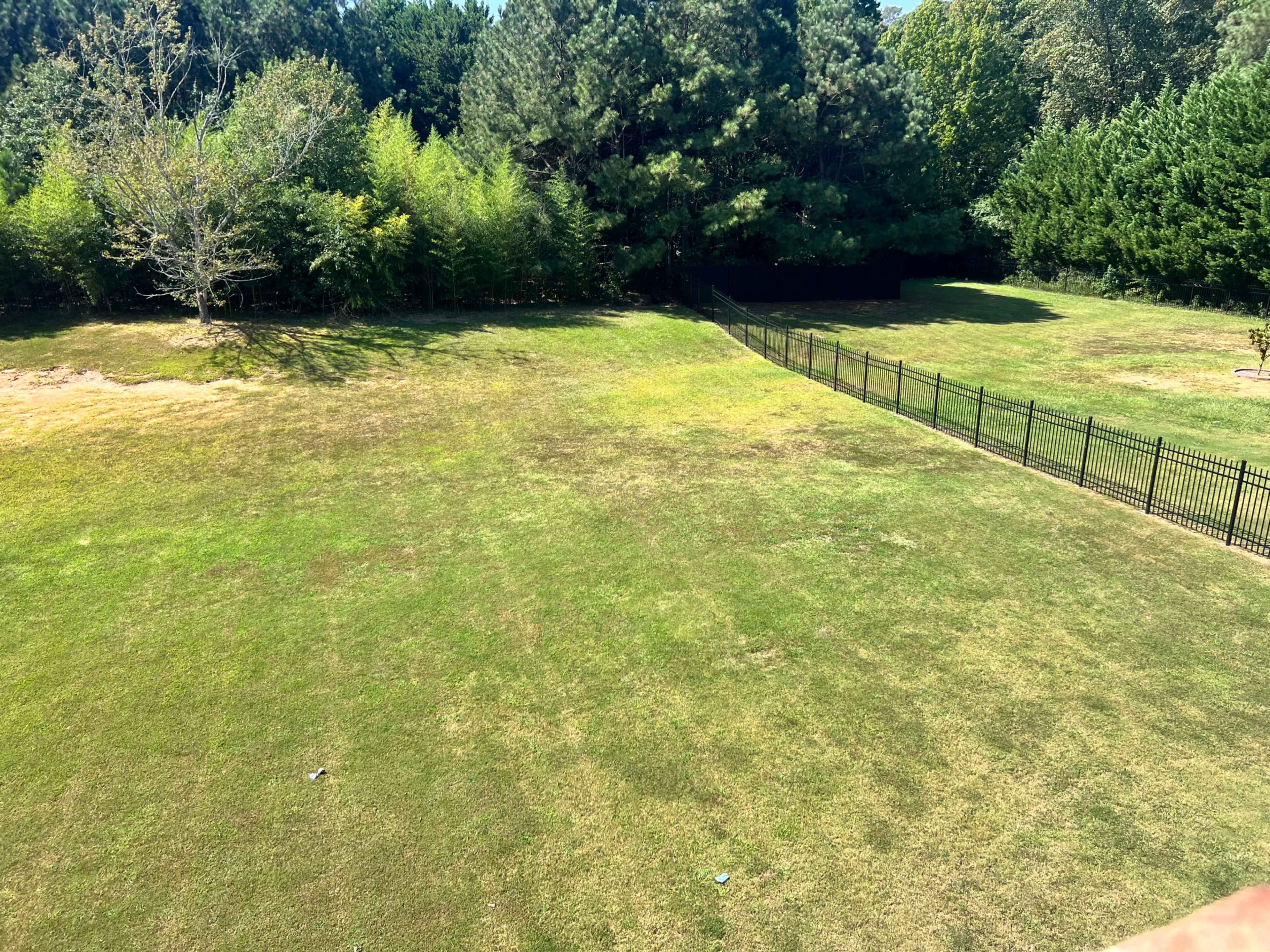 The image shows a large, grassy yard surrounded by trees and a black metal fence.