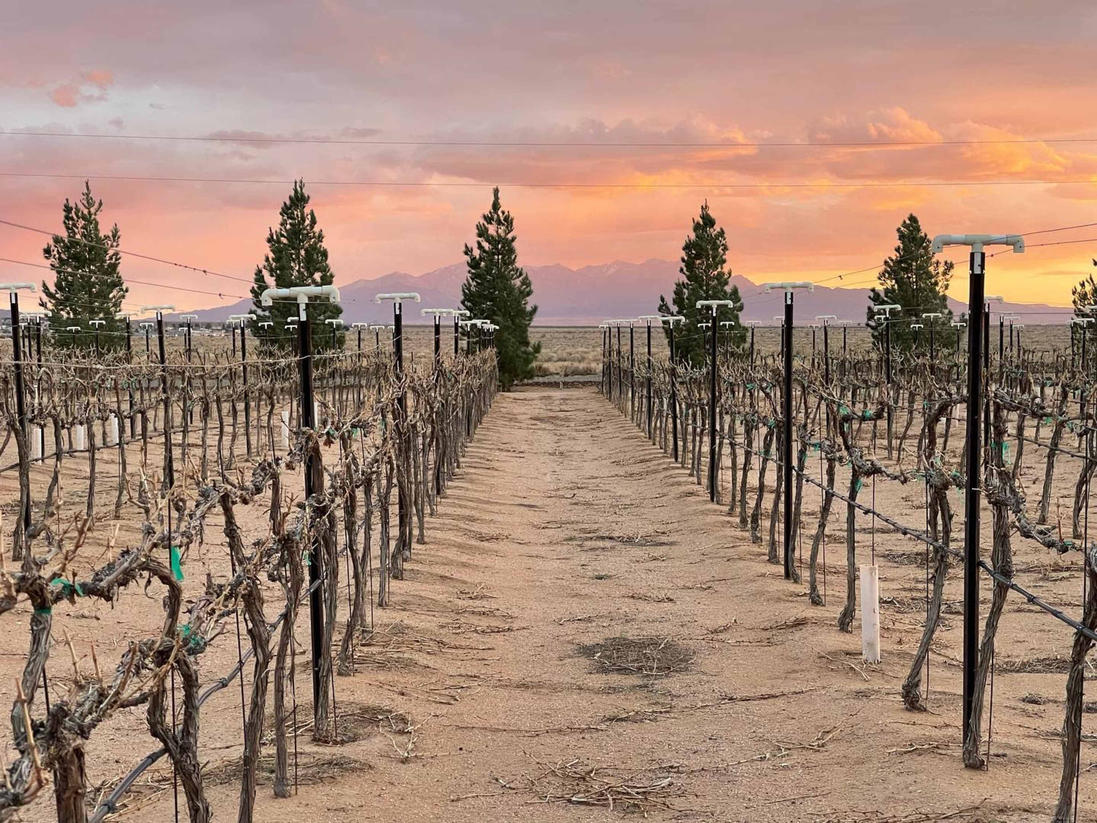 A row of bare grapevines stretches down a sandy vineyard with trees and mountains visible in the background against a colorful sky.