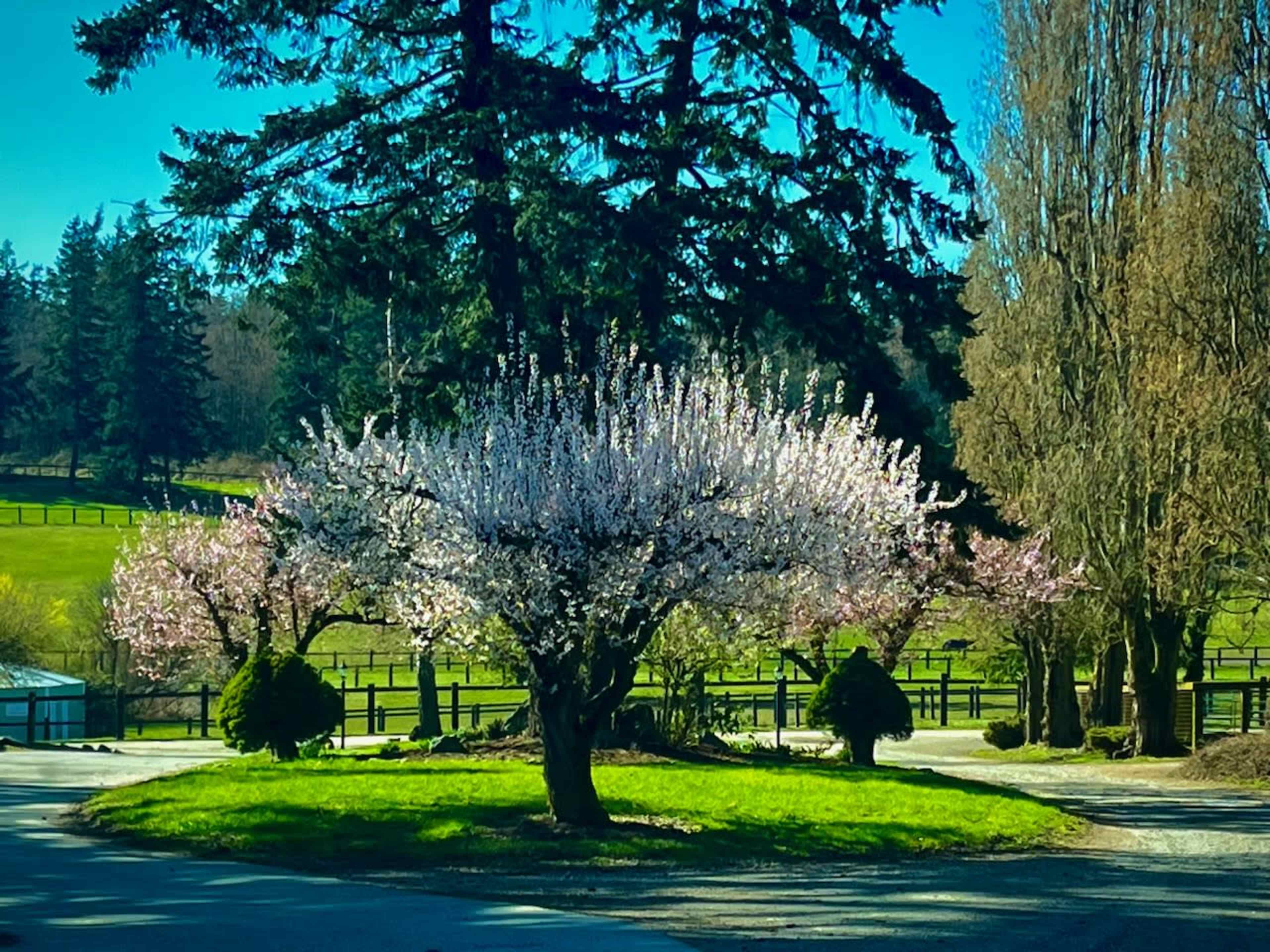 A blooming cherry blossom tree stands in a grassy area surrounded by evergreen trees and a fenced pasture.