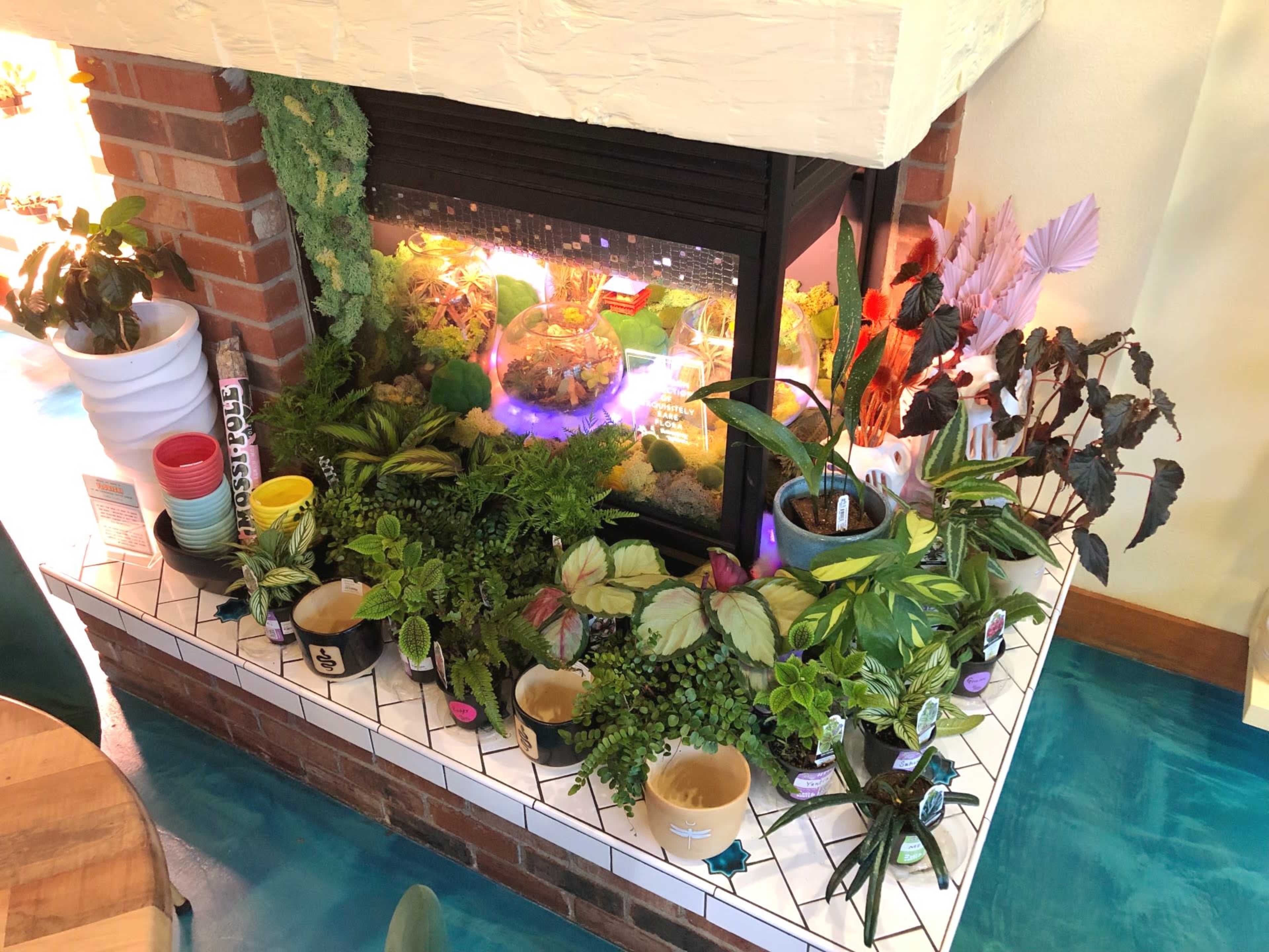 A brick fireplace is decorated with various potted plants arranged on the hearth and shelf, accompanied by a glass terrarium.