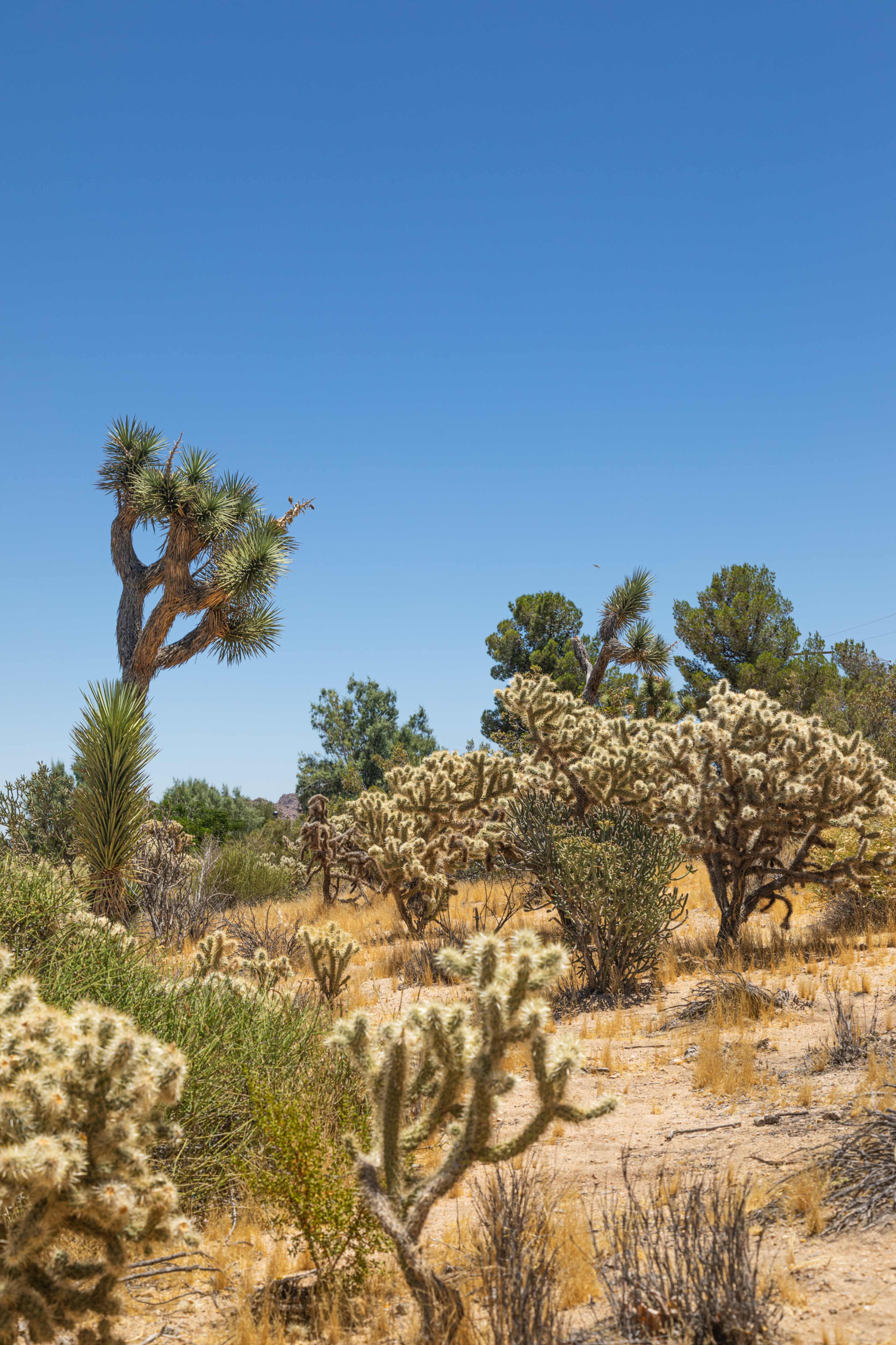 The image shows a desert landscape featuring several Joshua trees, cacti, and shrubs under a clear blue sky.