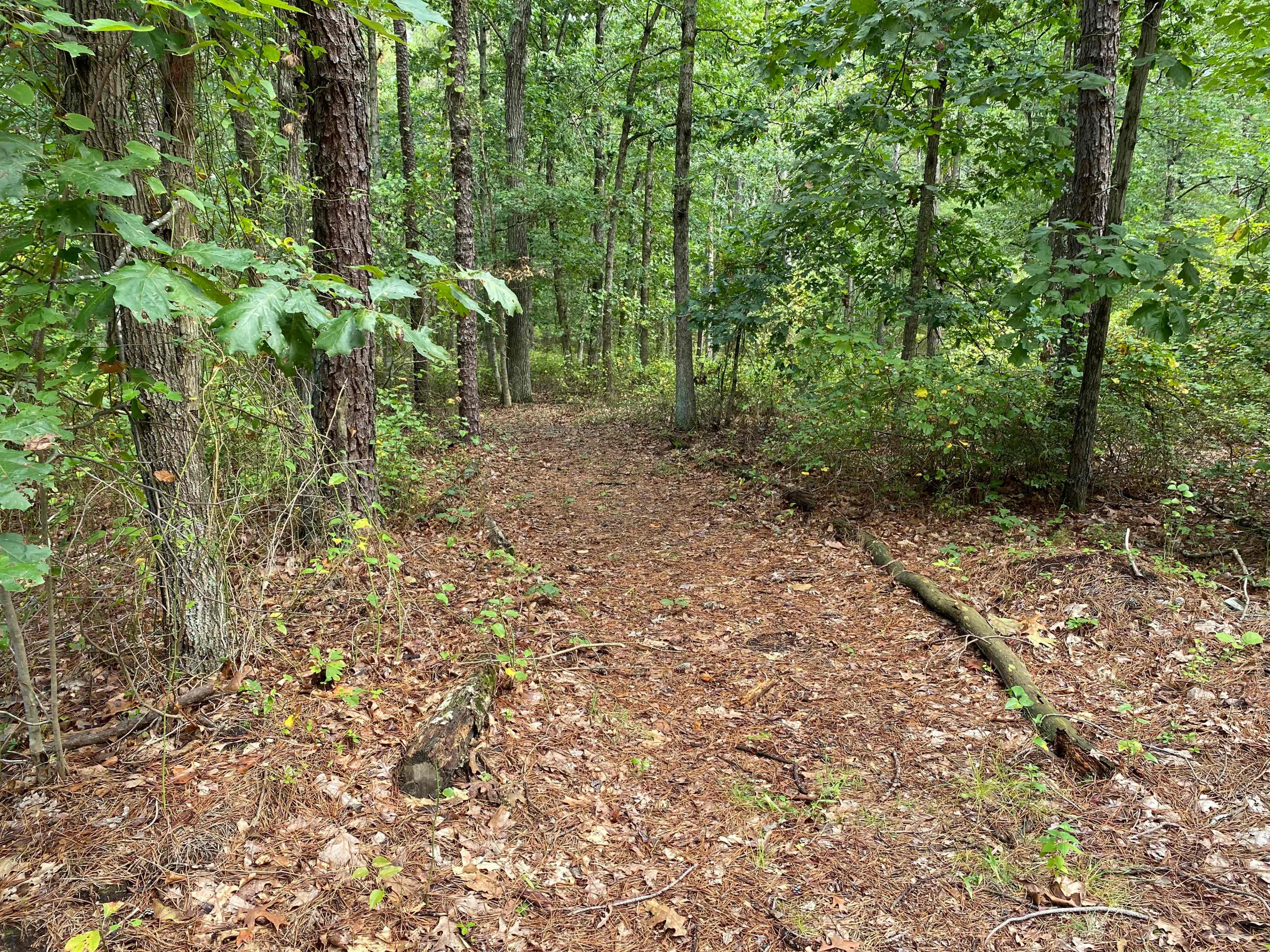 A narrow dirt path winds through a dense forest of trees and underbrush.
