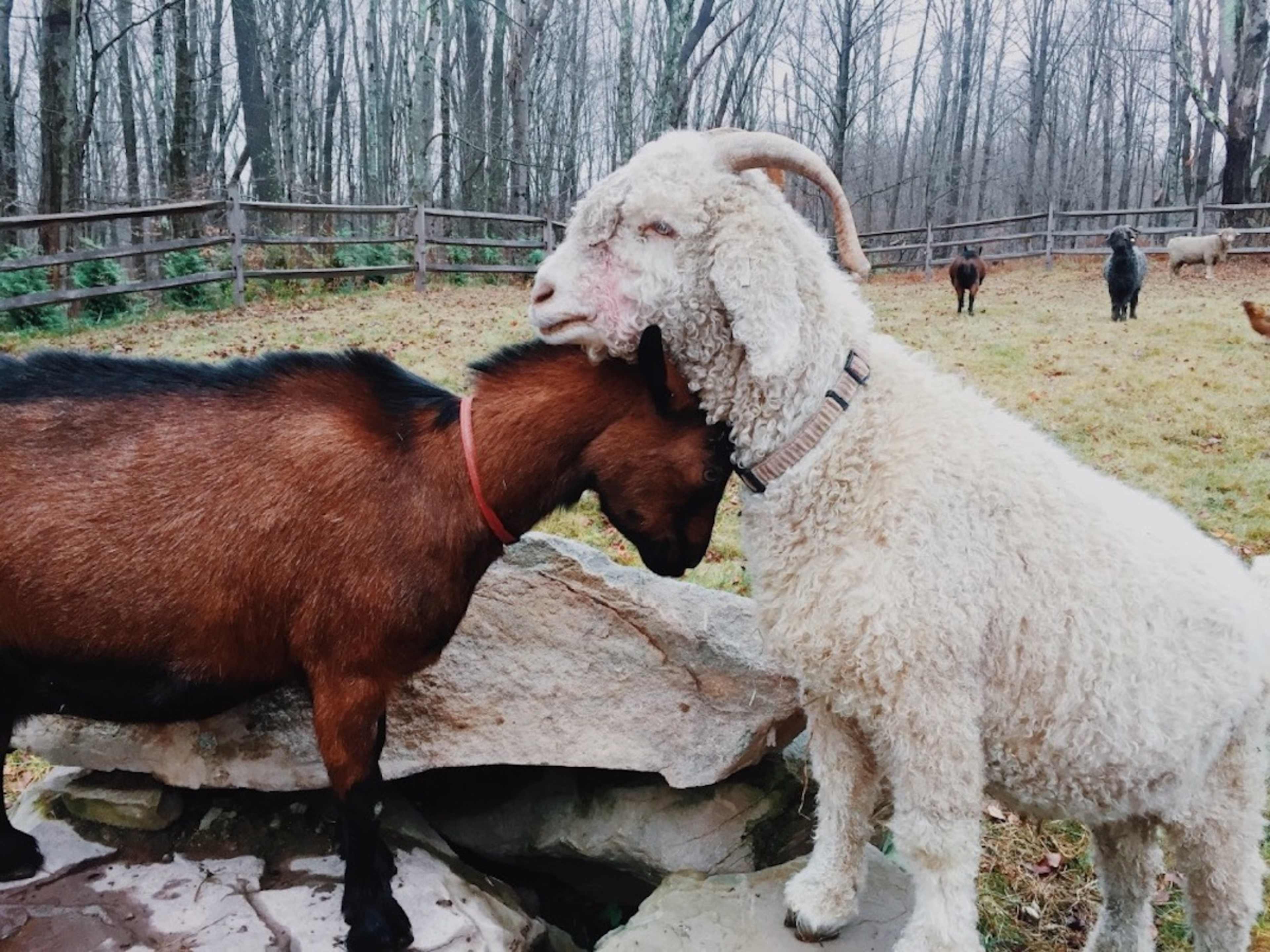 A brown goat and a white goat are gently touching heads near a rock in a wooded area.