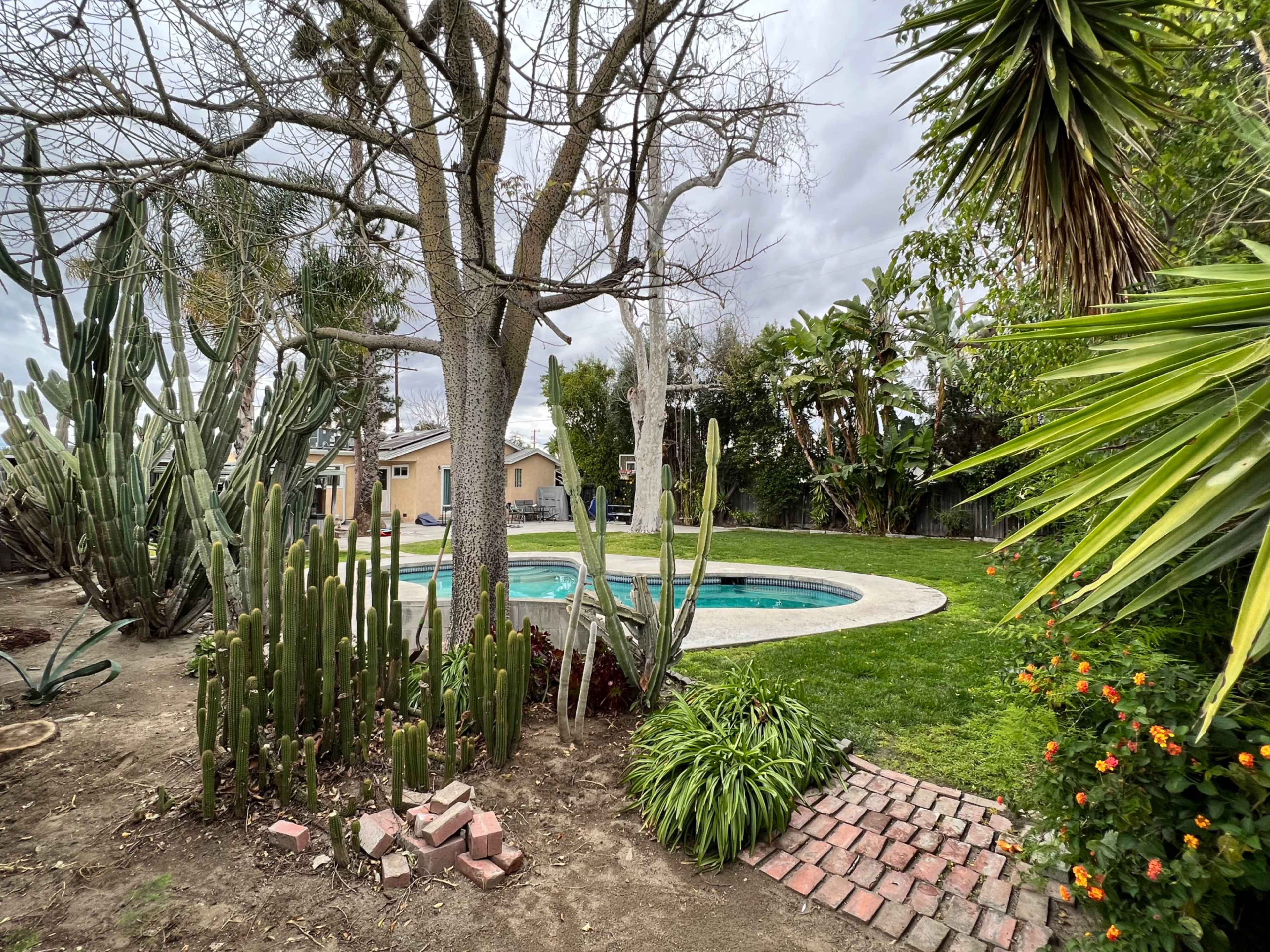 A backyard with a swimming pool surrounded by grass, trees, and various types of plants, including cacti and shrubs.