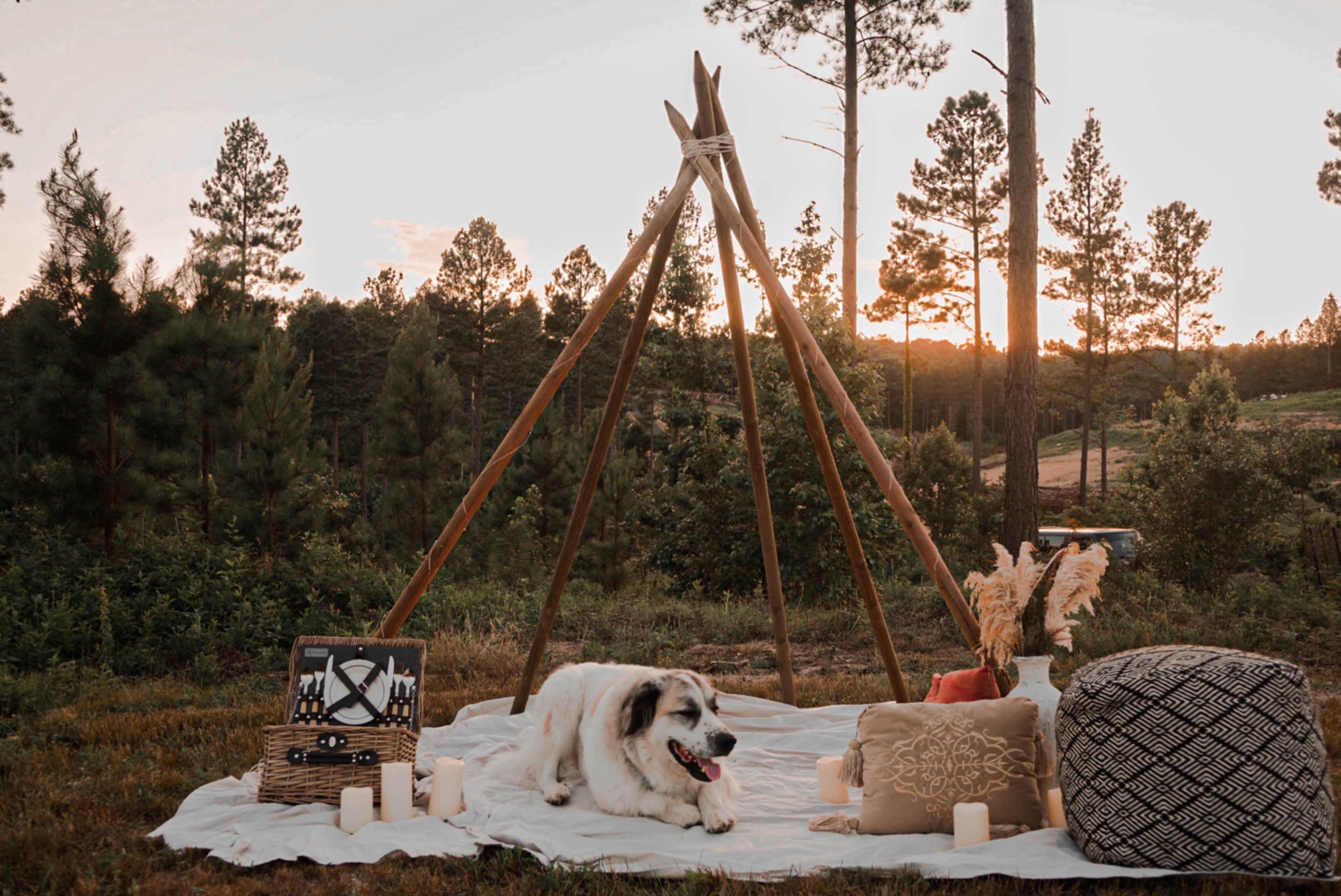 A wooden teepee structure is set up in a grassy area surrounded by trees, with a dog resting on a blanket and decorative pillows, alongside candles and a picnic basket.