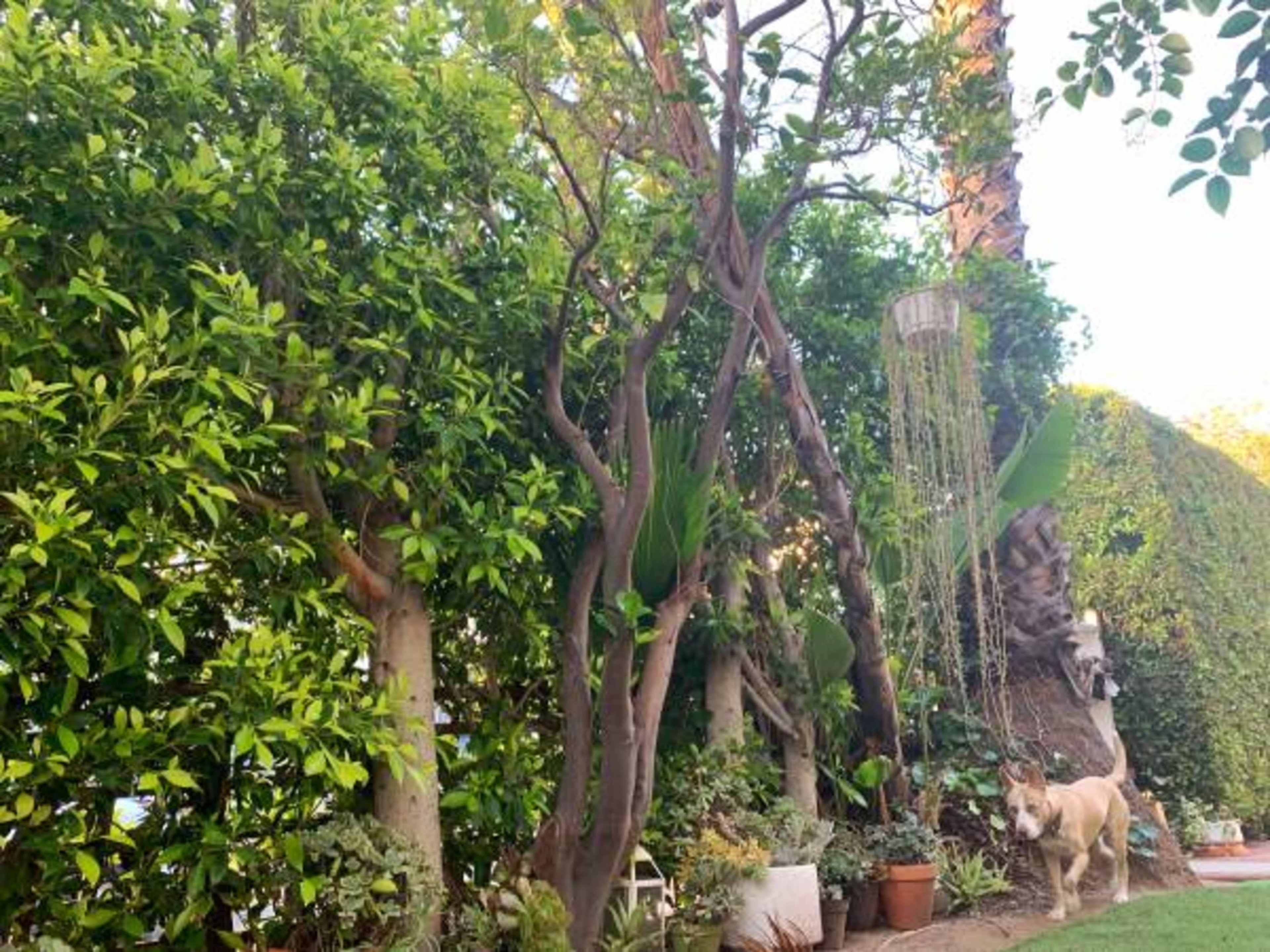 A lush garden with various green plants, trees, and a dog walking among them.