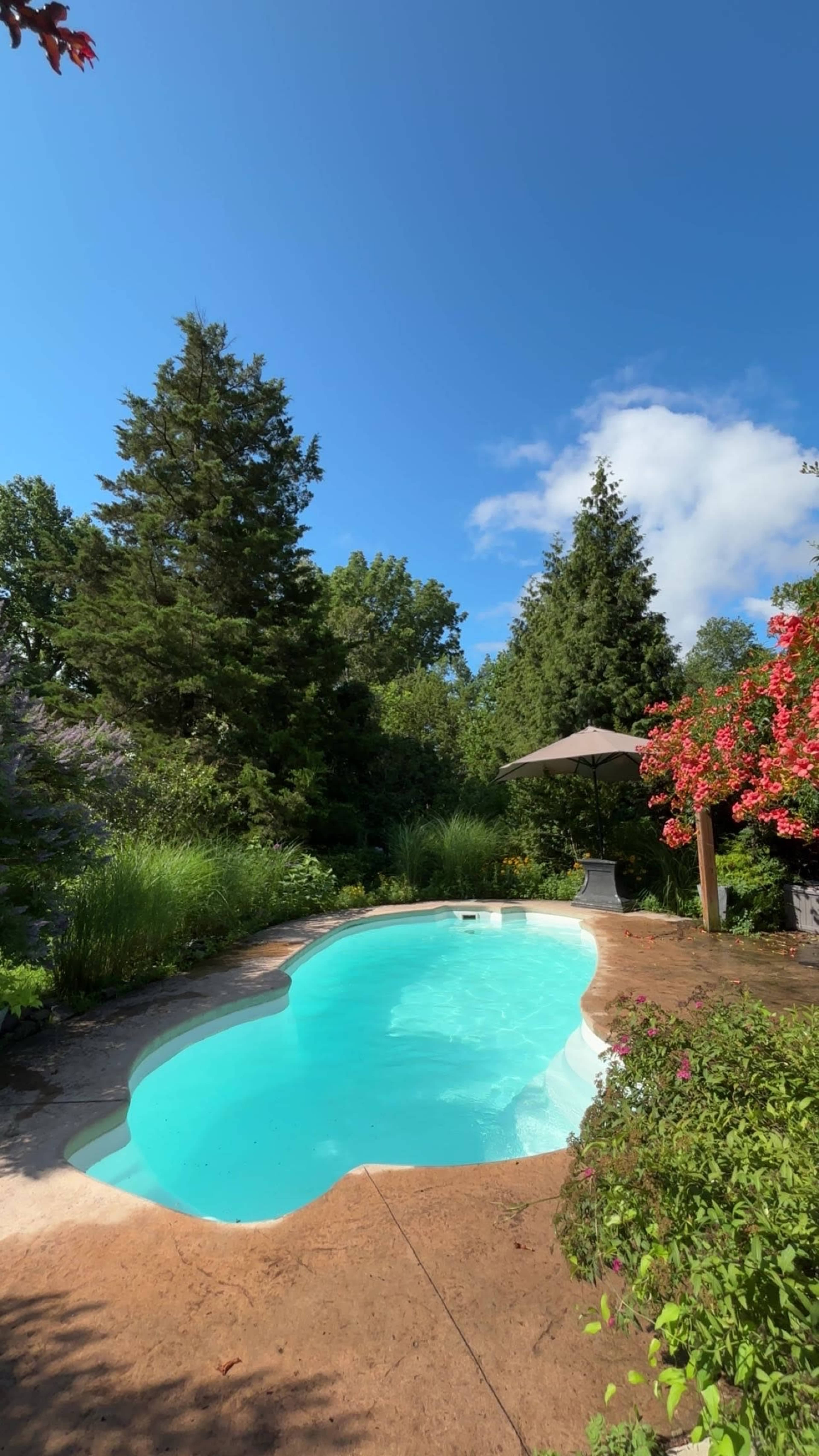 A clear blue swimming pool is surrounded by lush greenery and flowering plants under a bright sky.