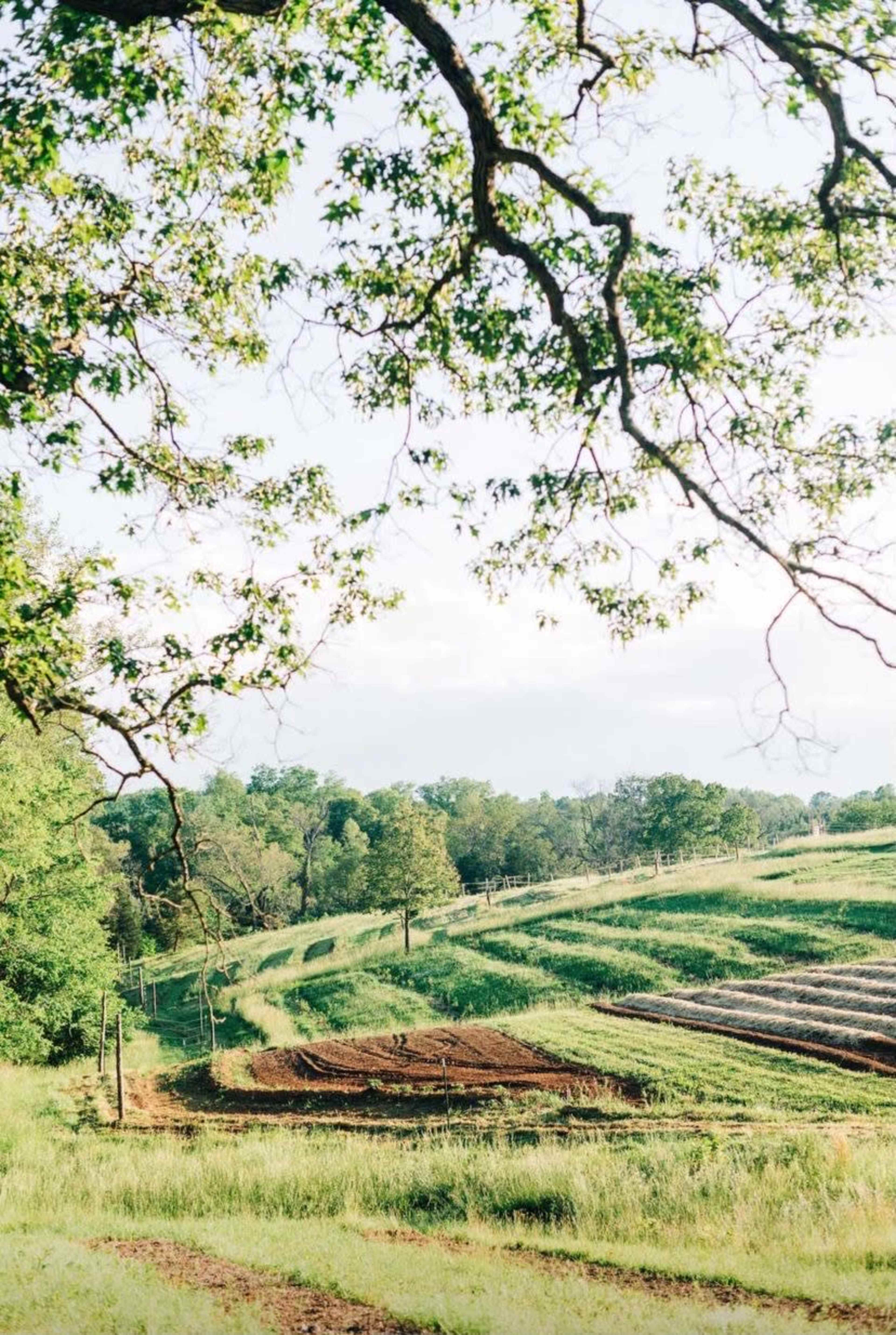 A sloping field with rows of tilled soil is framed by leafy branches and distant trees under a clear sky.