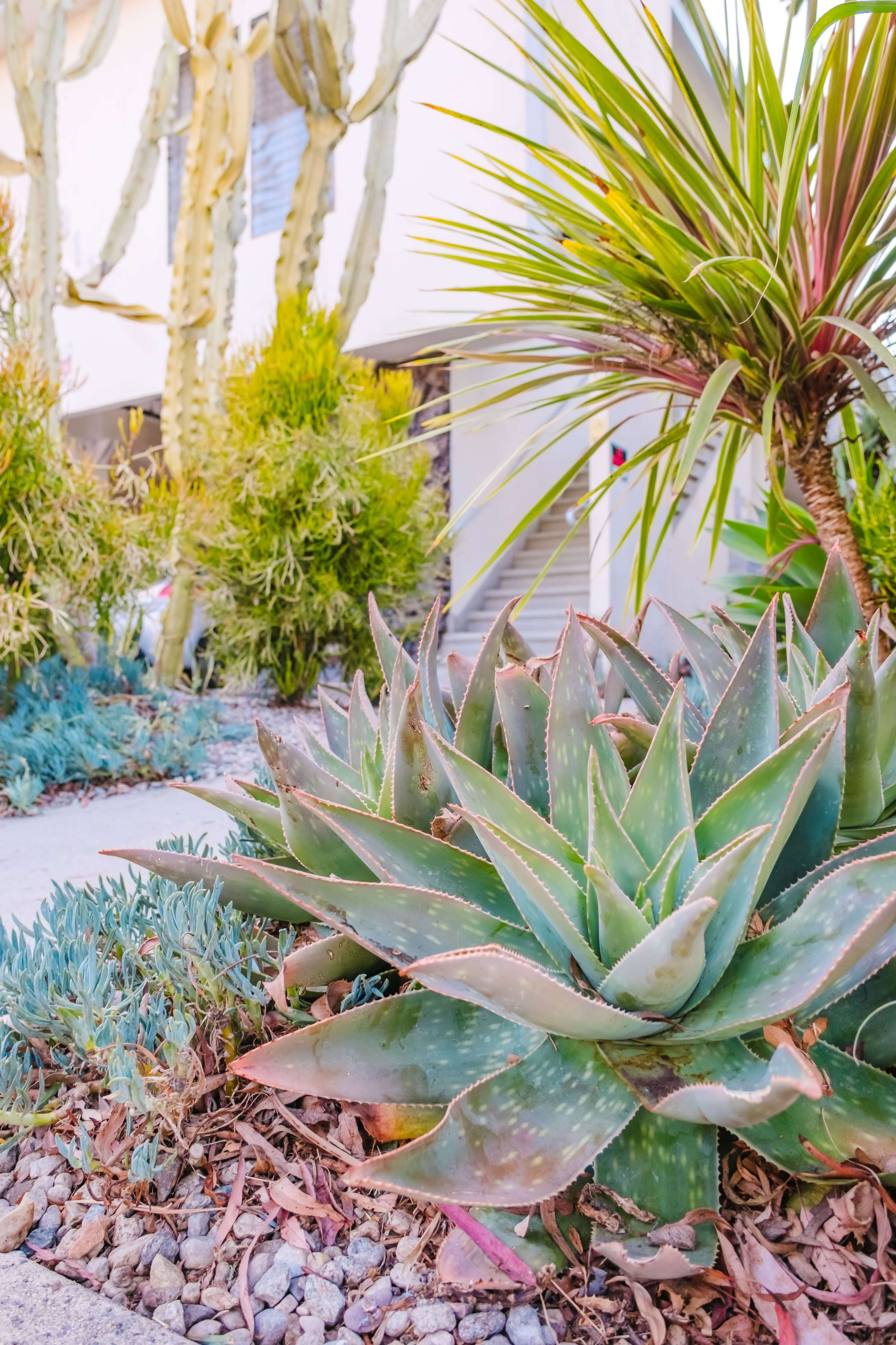 The image shows a collection of various plants, including an aloe vera plant in the foreground, surrounded by decorative stones and other greenery, with a building partially visible in the background.