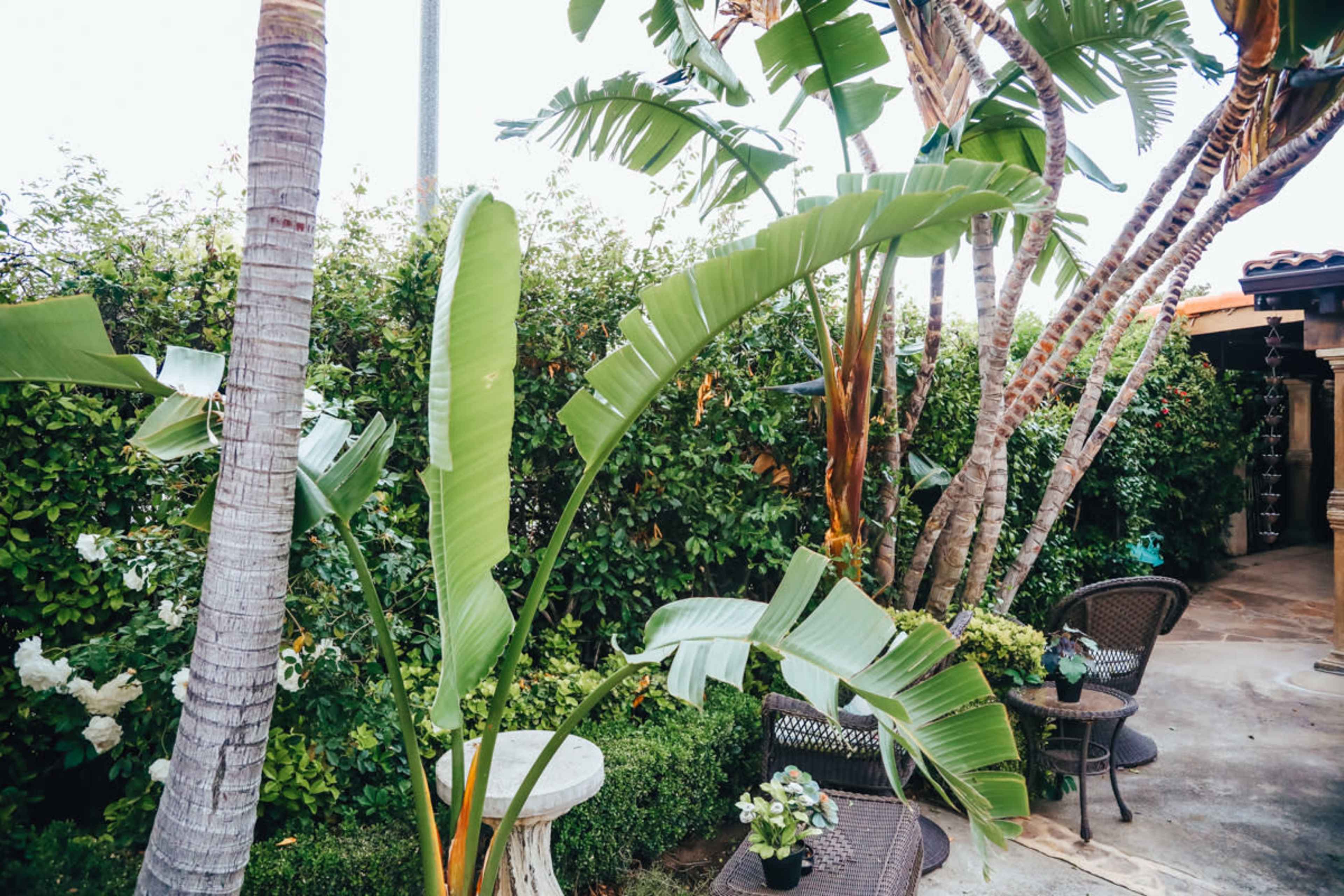 A tropical garden with tall palm trees and large green leaves, accompanied by a stone table and wicker chairs.