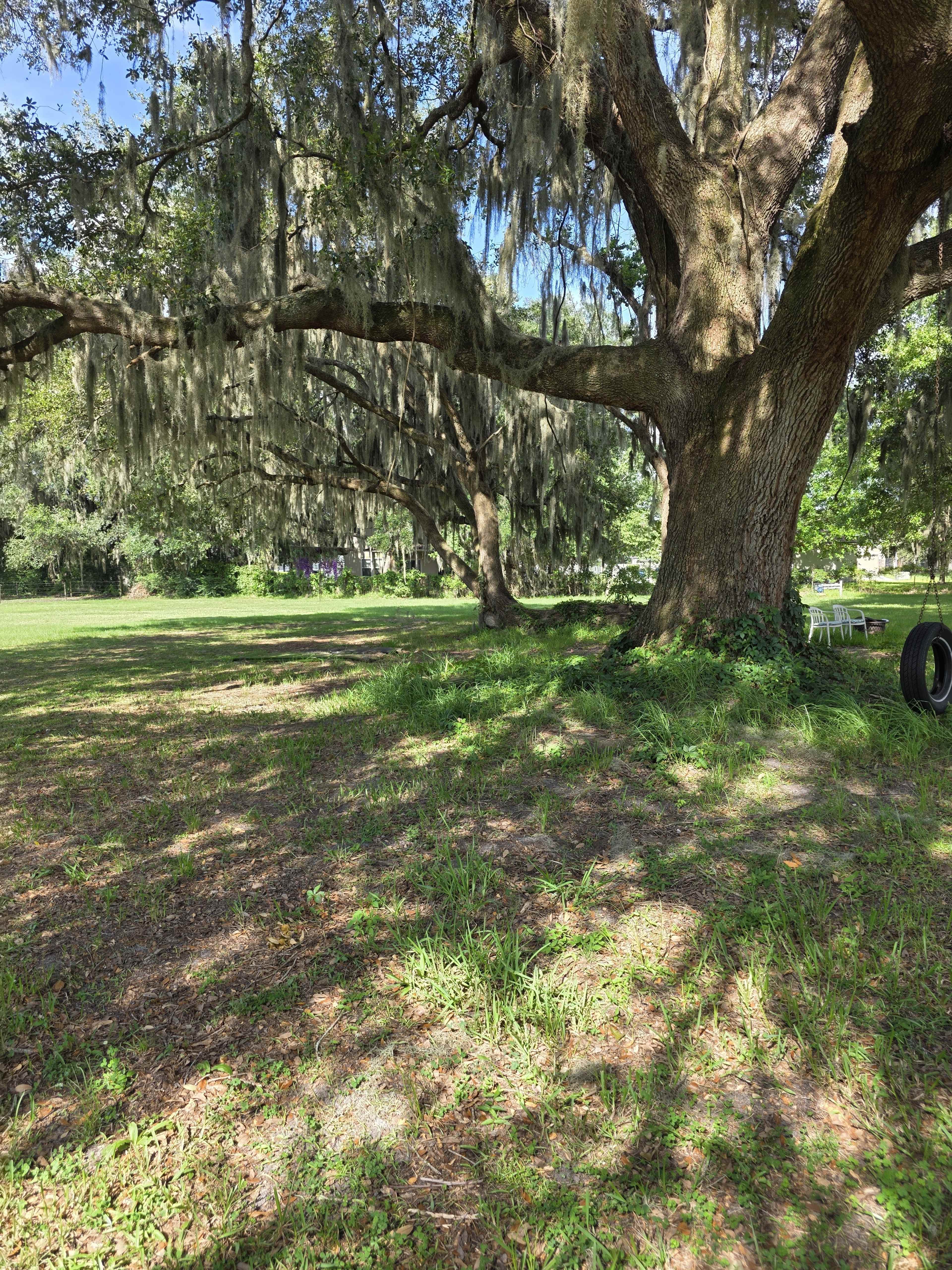 The image shows a grassy area beneath large trees draped with Spanish moss in a quiet outdoor setting.
