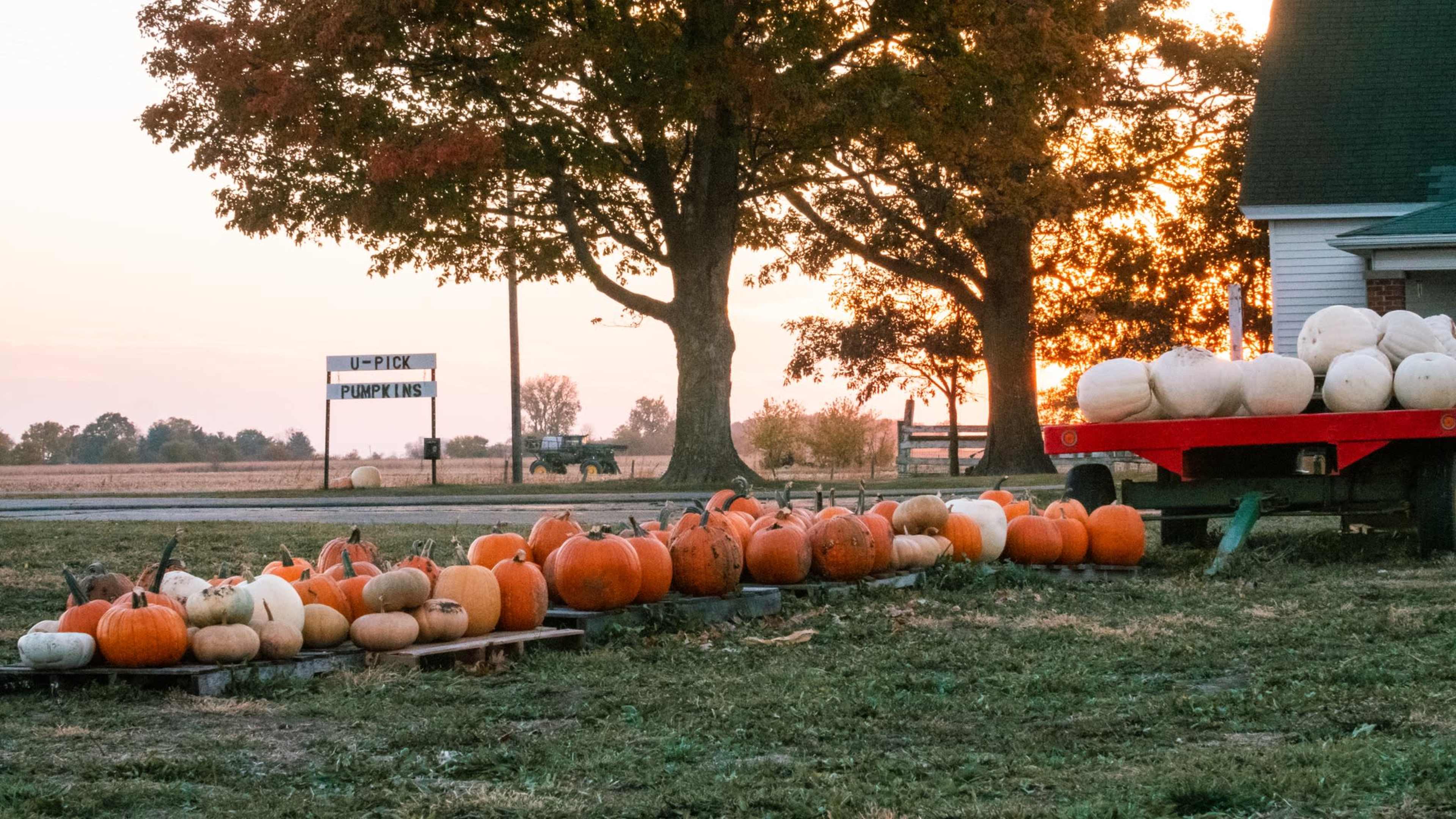 A row of pumpkins in various colors is displayed on the ground beside a sign that reads "U-Pick Pumpkins" as the sun sets in the background.