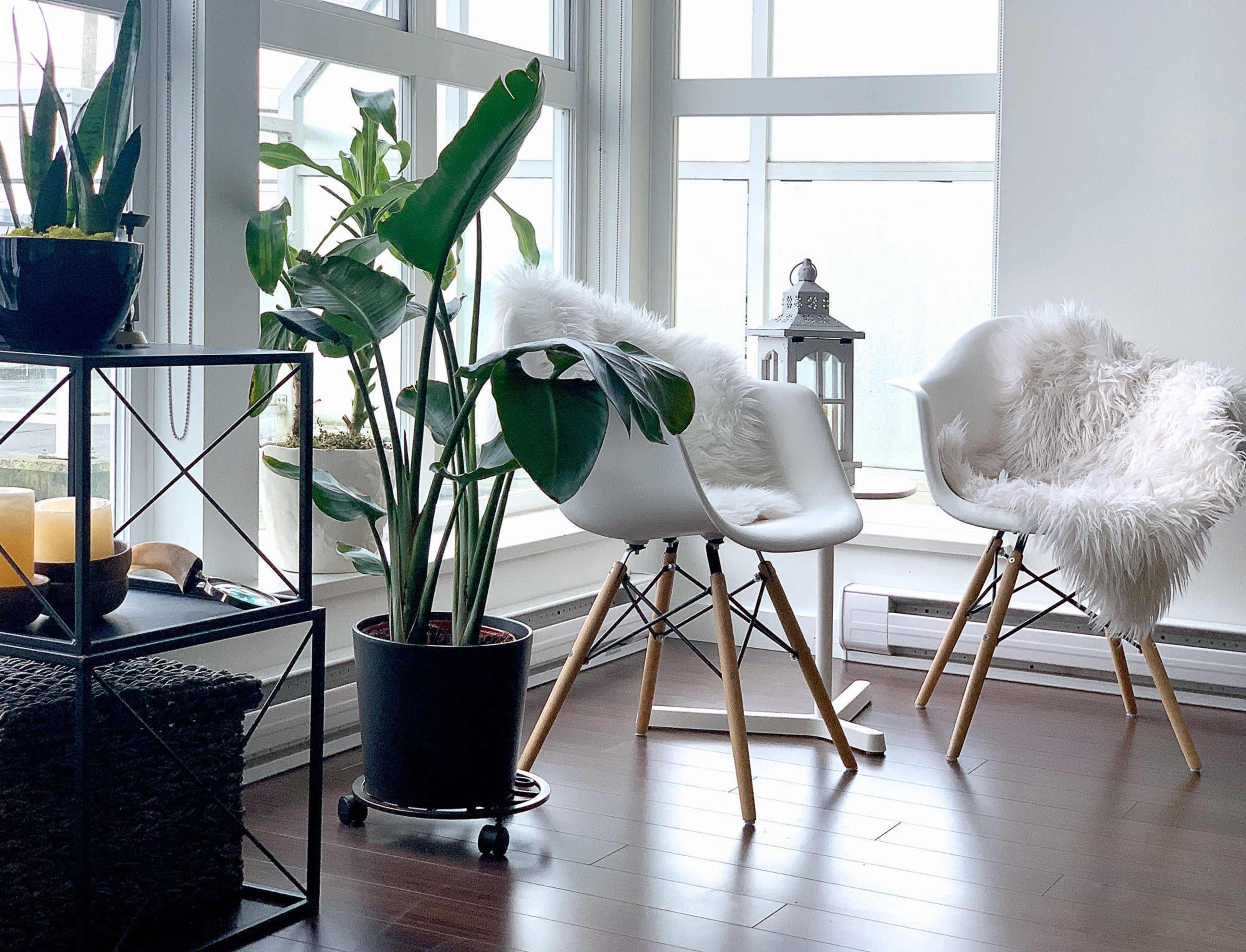Two white chairs with fur covers positioned in a well-lit room beside a large potted plant and a decorative lantern.