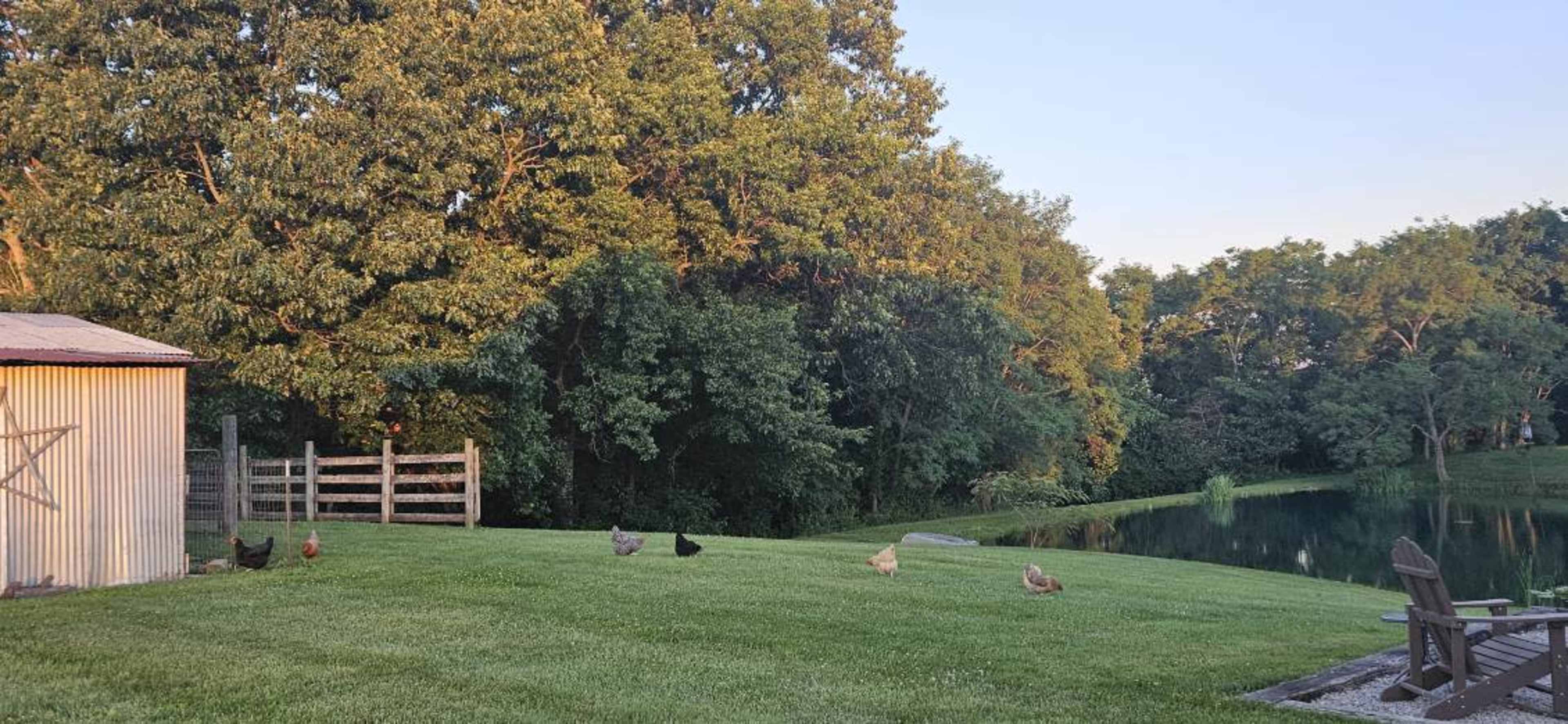 A group of chickens is pecking on the grass near a pond and a shed in a rural setting.