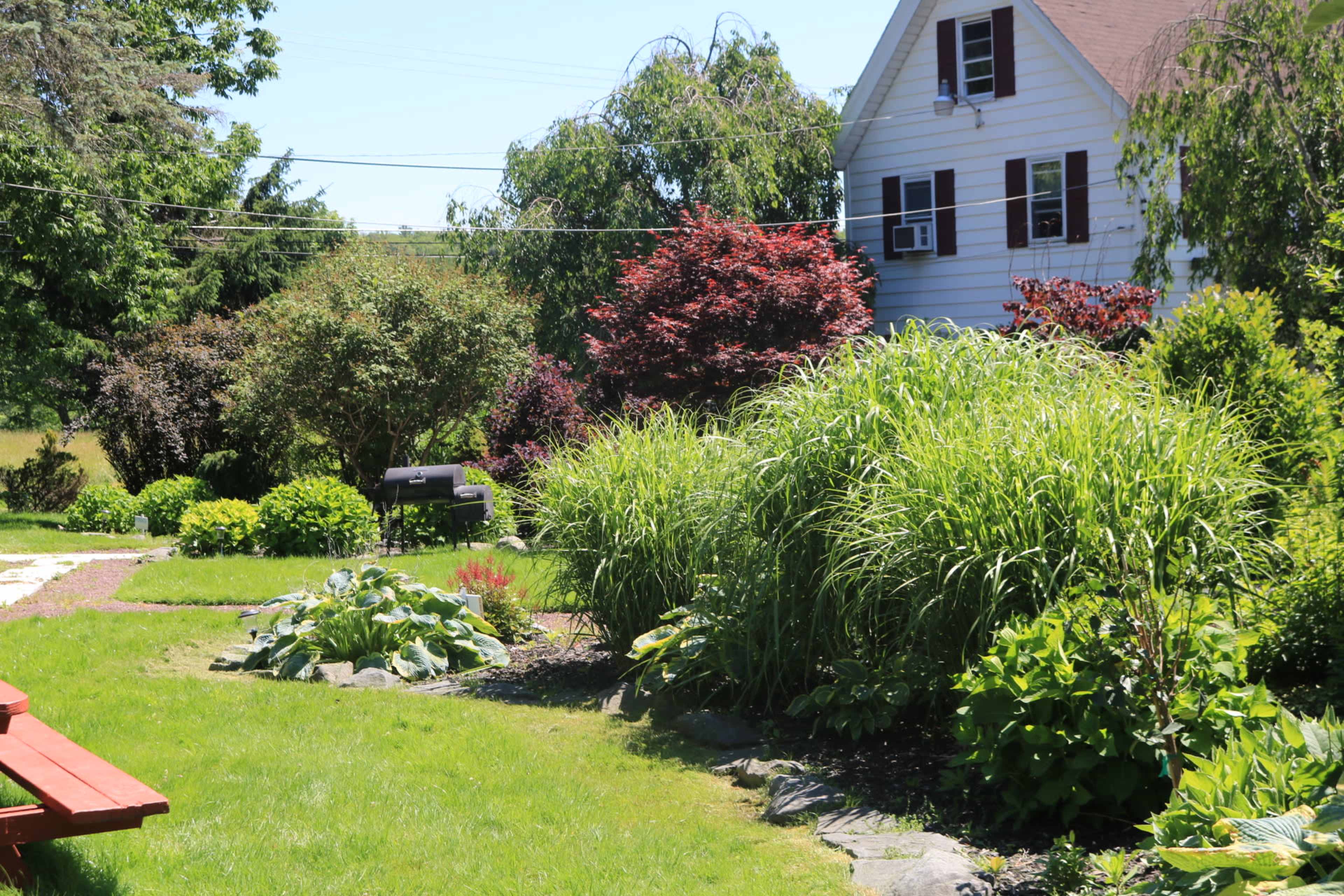 A green garden with various plants and shrubs alongside a two-story house.