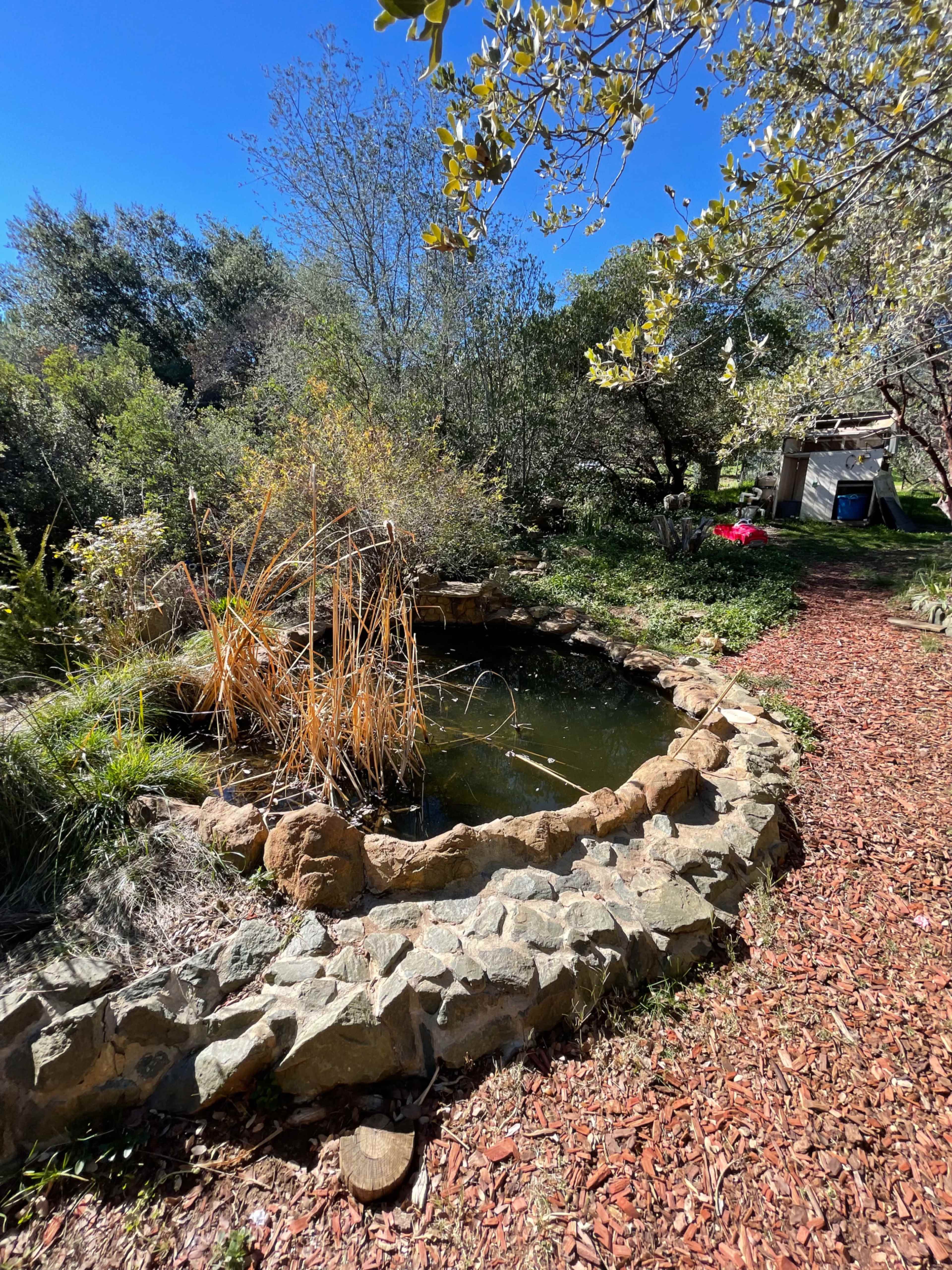A stone-bordered pond surrounded by greenery and mulch sits under a clear blue sky.