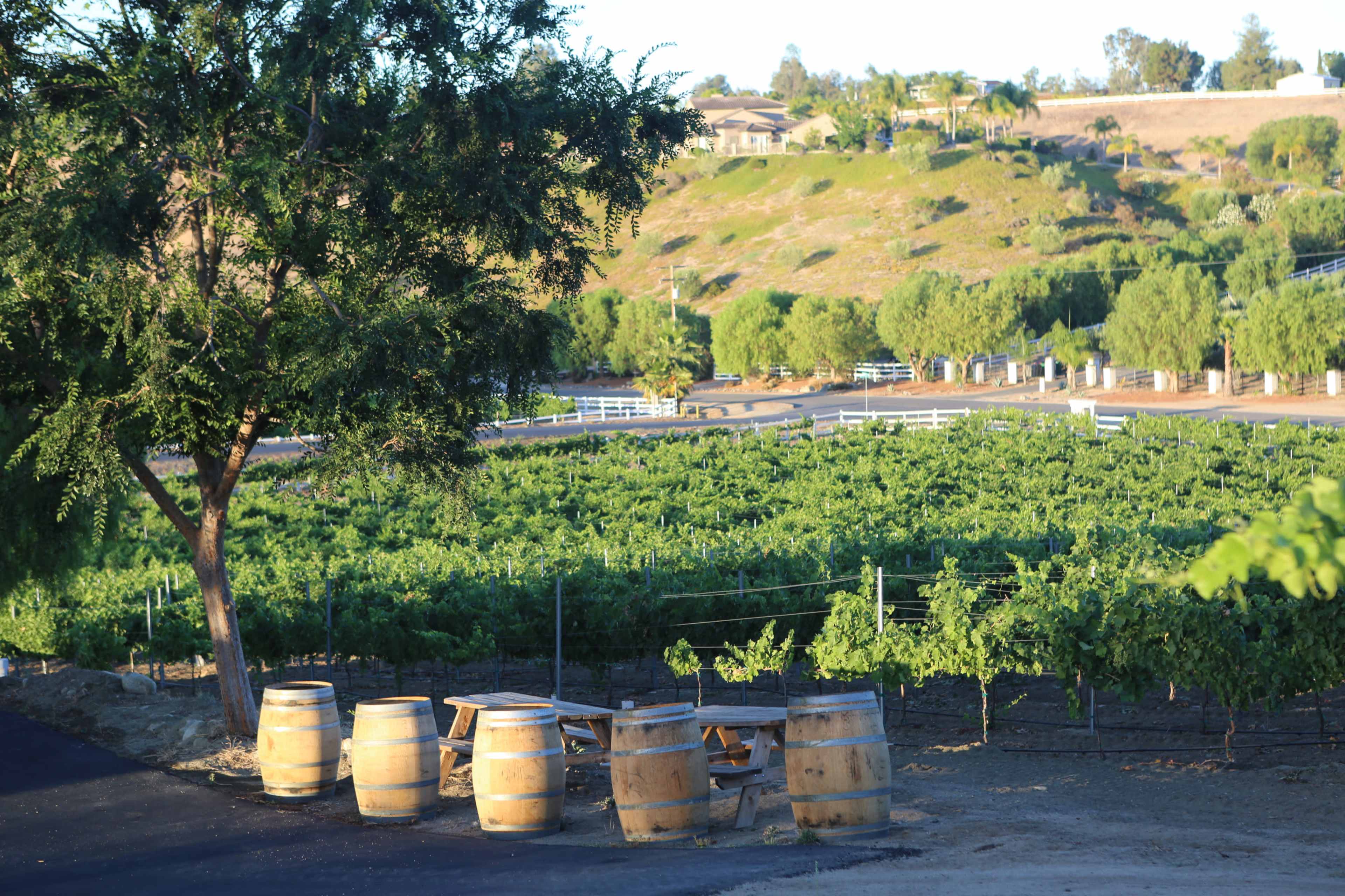 A vineyard with rows of grapevines and wooden barrels arranged on a path near a landscaped hillside.