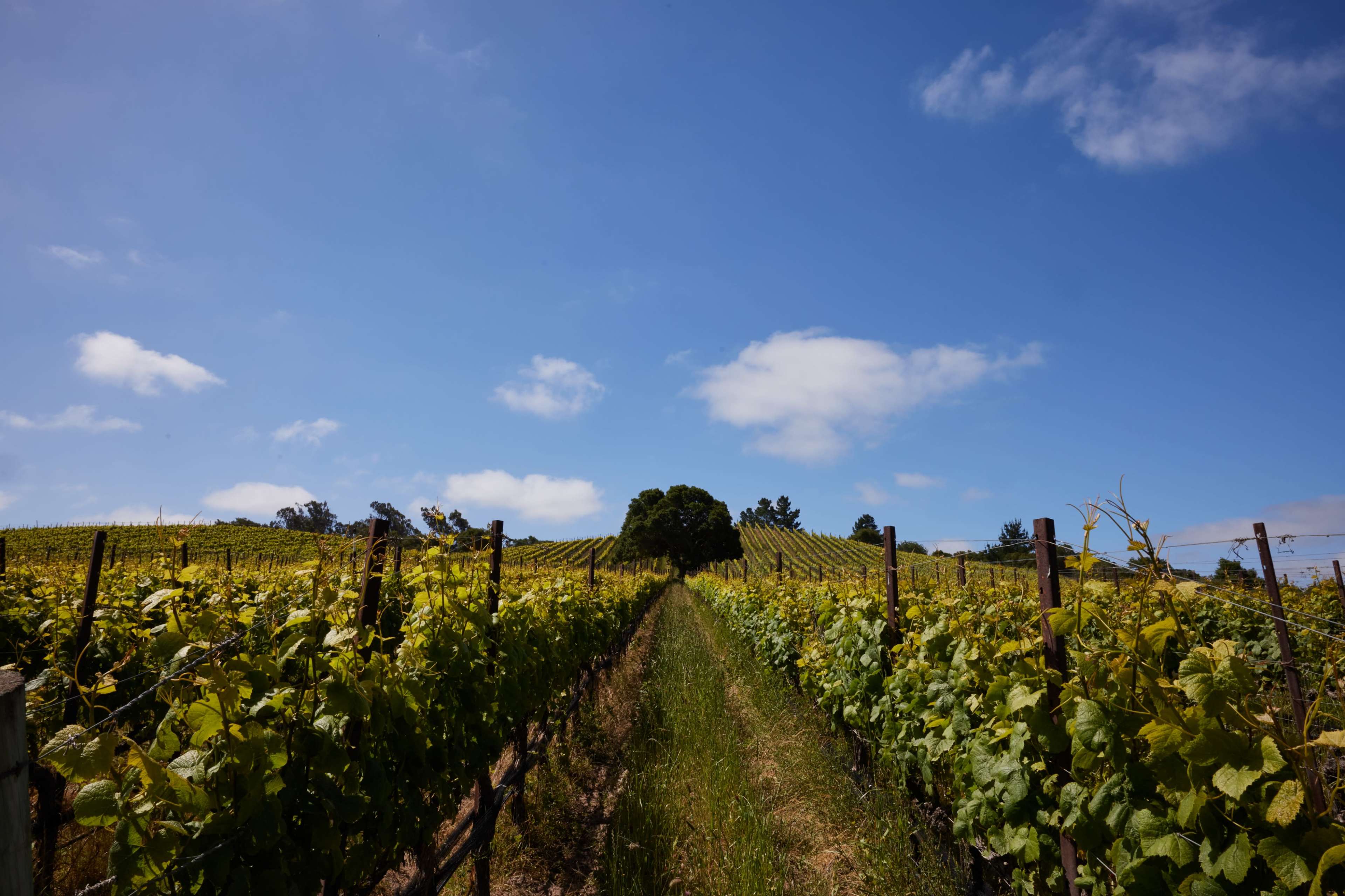 100-Acre Vineyard with Rustic Ranch Backdrops Image in , Lompoc, CA