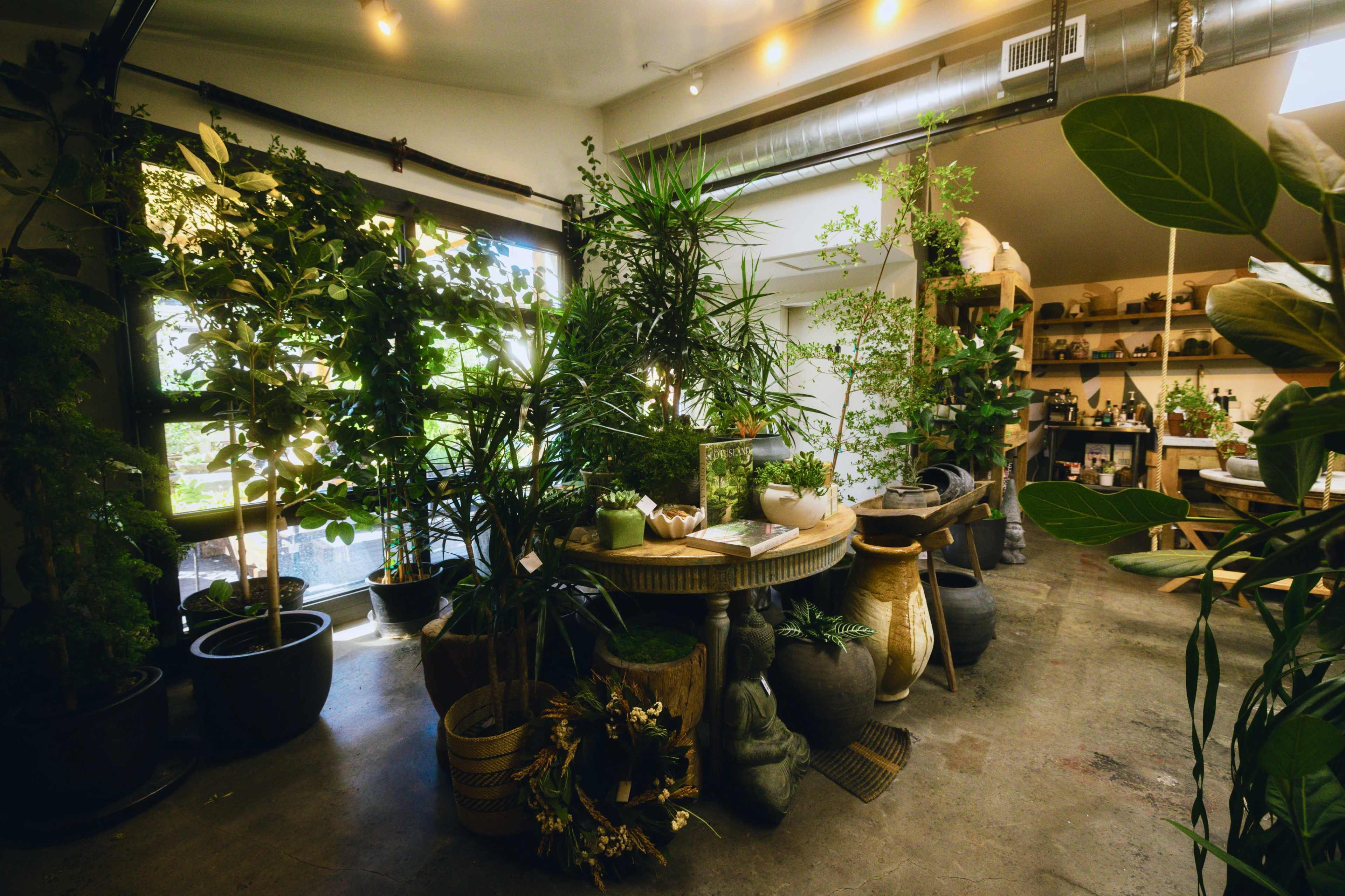 The image shows a bright indoor plant shop filled with various potted plants and decorative display shelves.