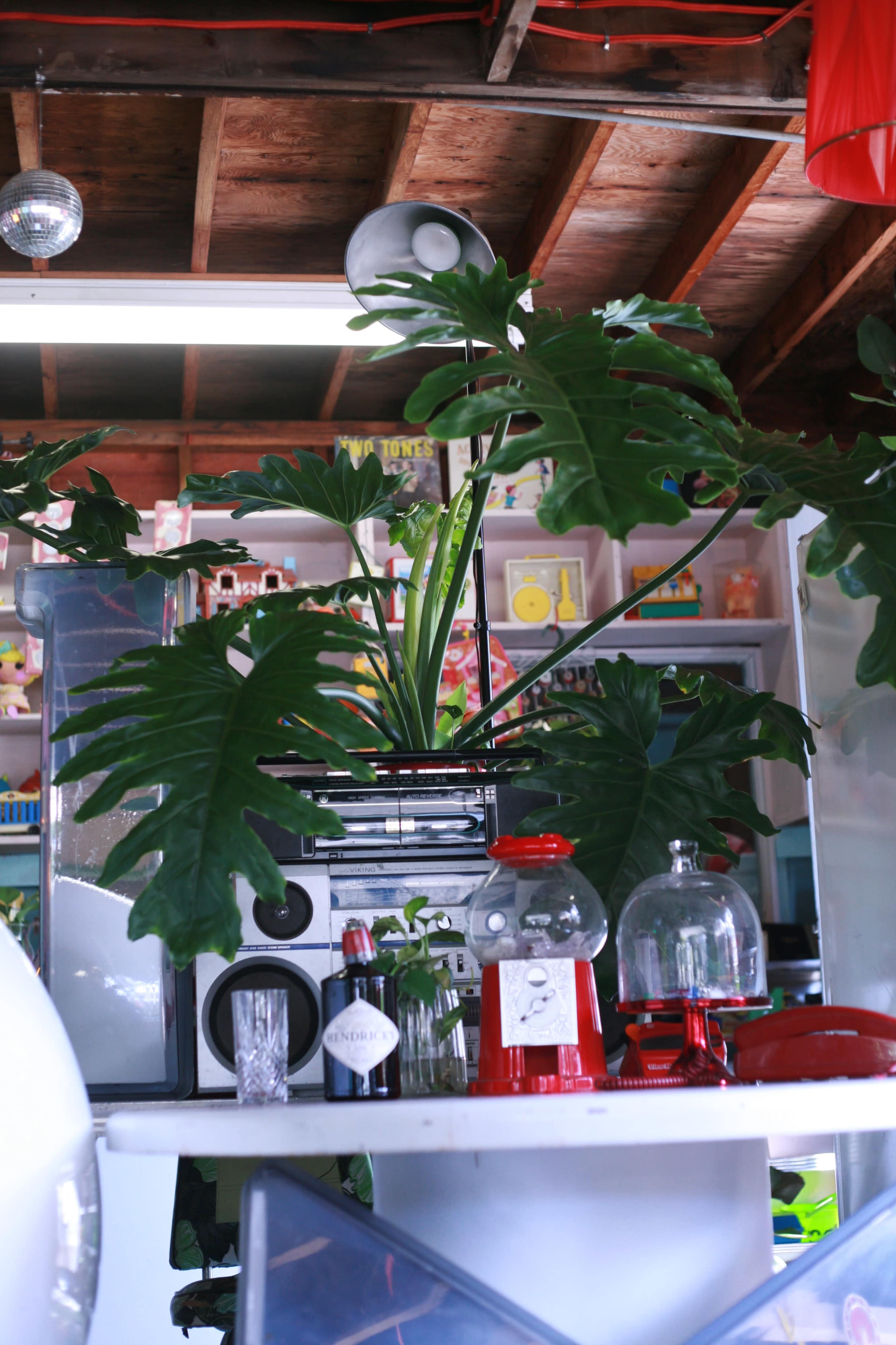 A large tropical plant stands next to a vintage boombox on a counter, with a bottle of wine and a gumball machine in the foreground.