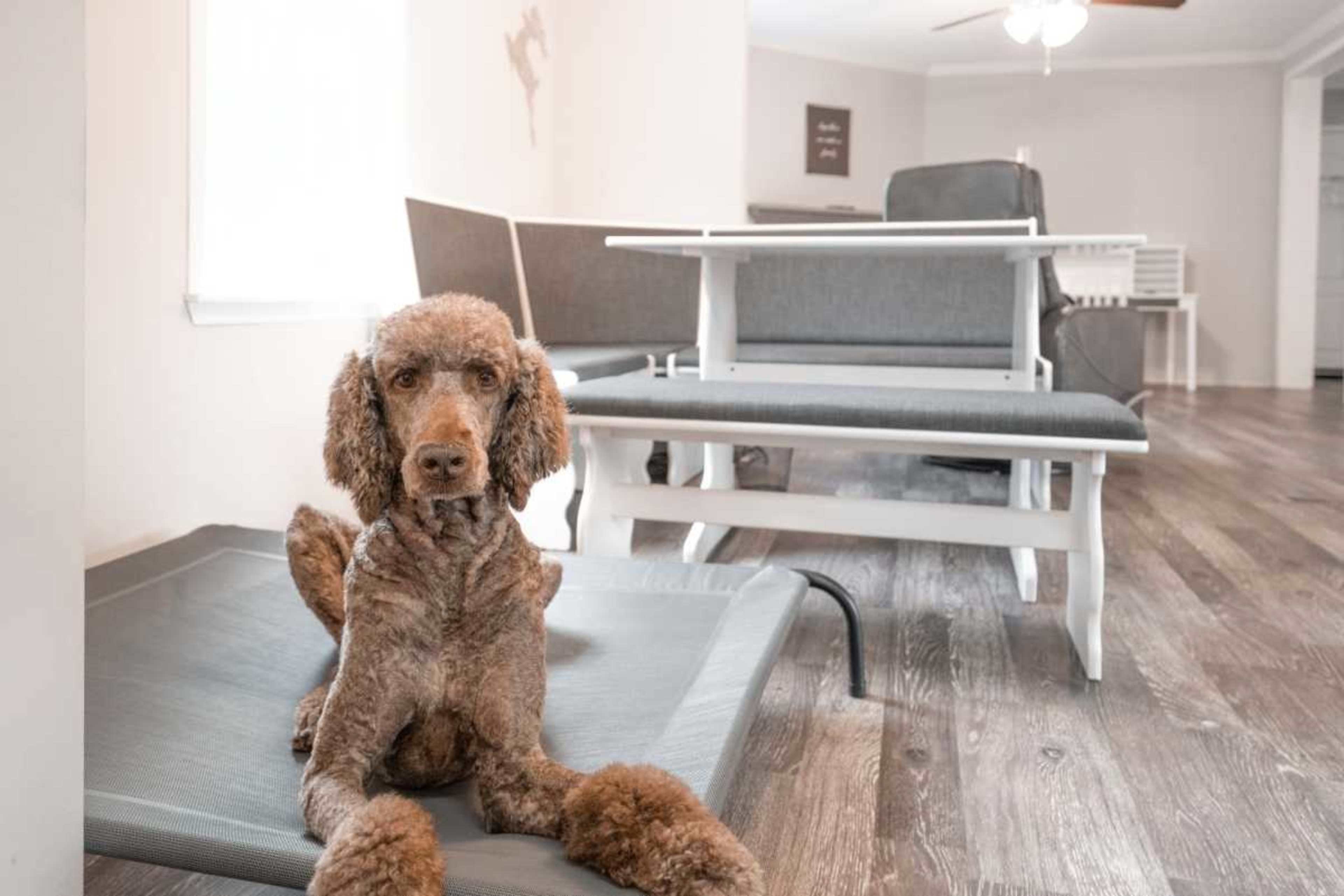 A brown poodle sits on a dog bed in a room with white furniture and wooden flooring.
