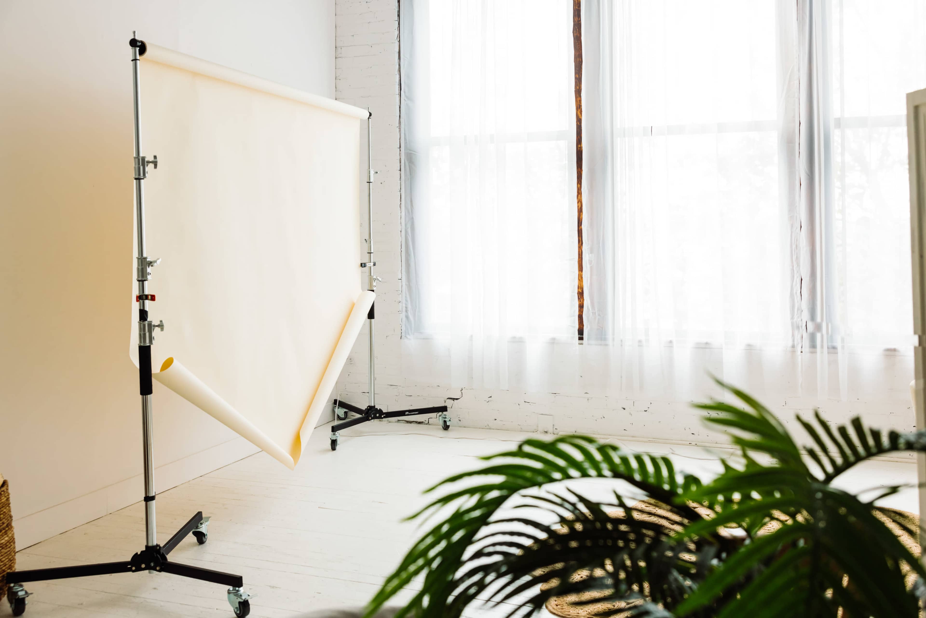 A photography backdrop is set up in a well-lit room with large windows and a potted plant in the foreground.