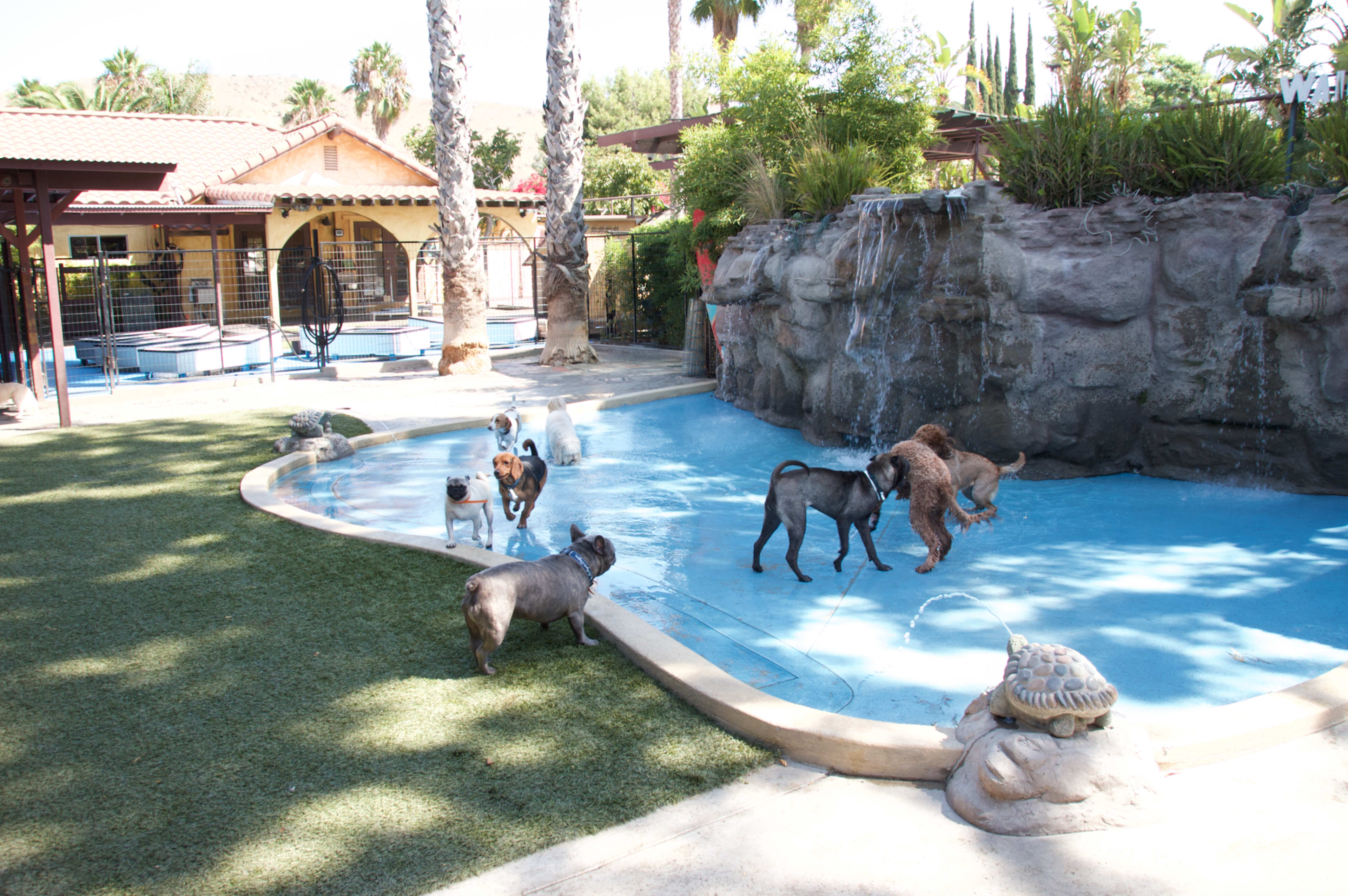 A group of dogs plays around a shallow pool and a small waterfall in a landscaped yard.