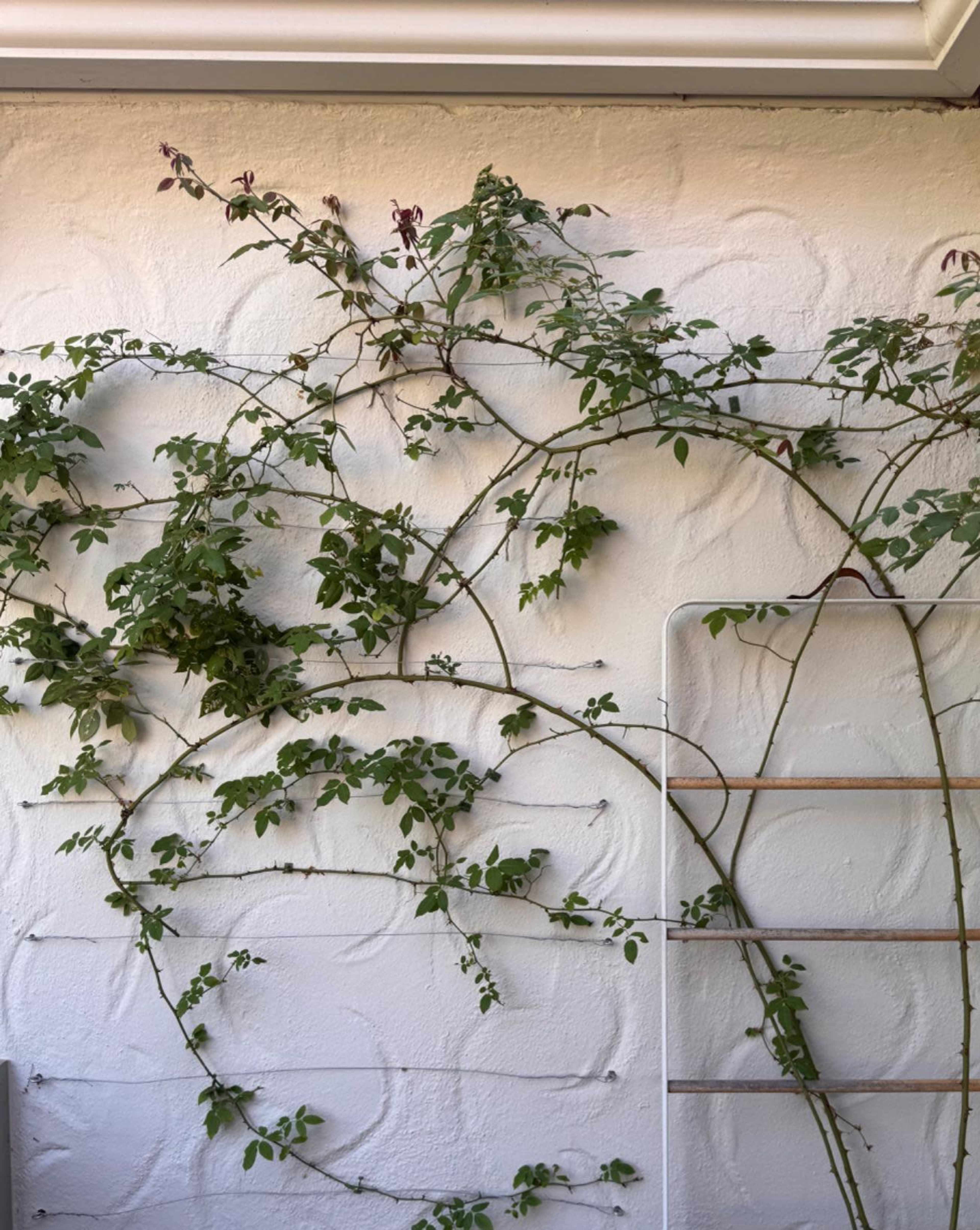 A climbing plant with green leaves and purple flowers is growing along a textured white wall and a metal trellis.