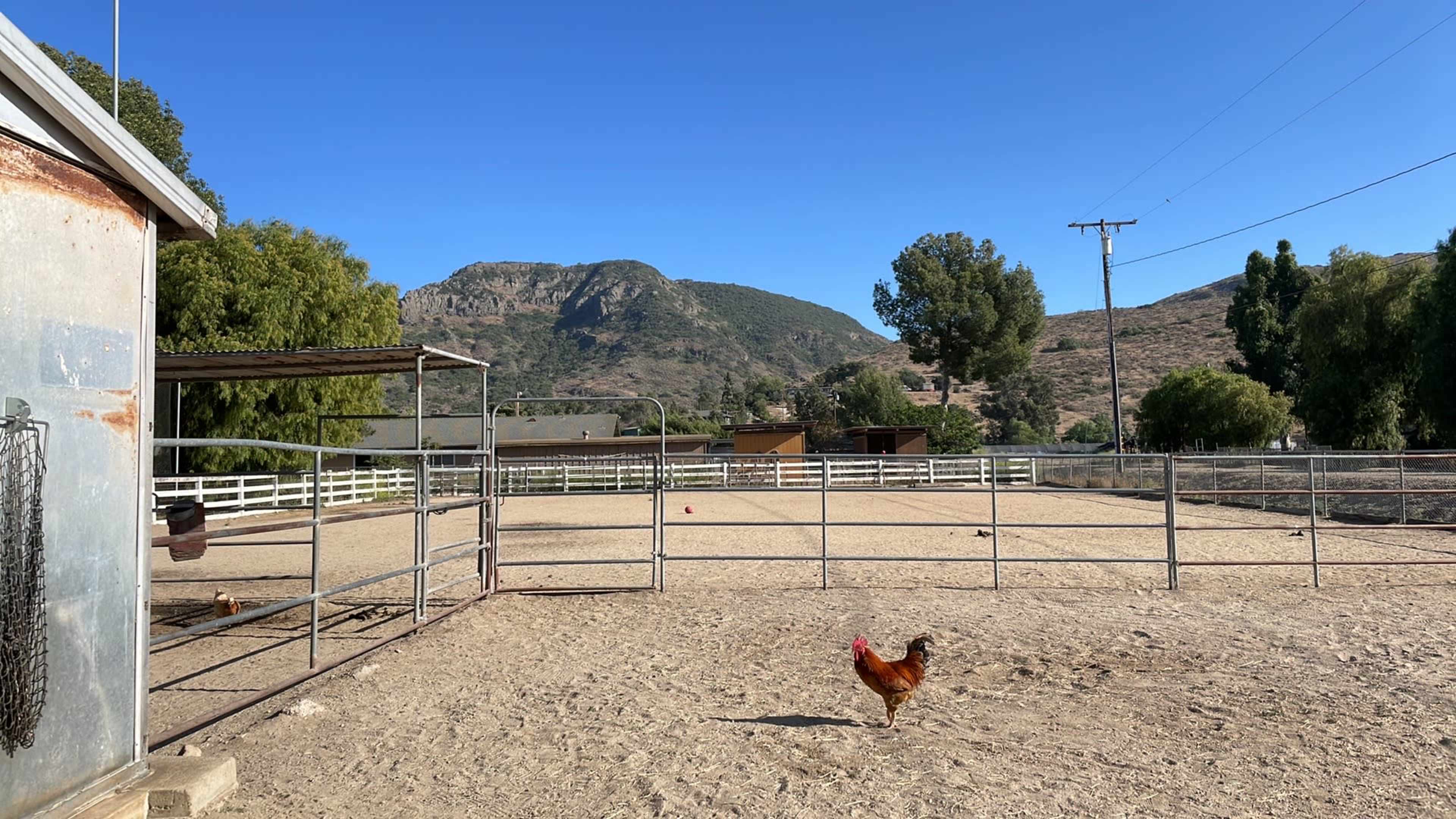 A rooster walks in a sandy enclosure surrounded by a fence, with mountains and blue sky in the background.