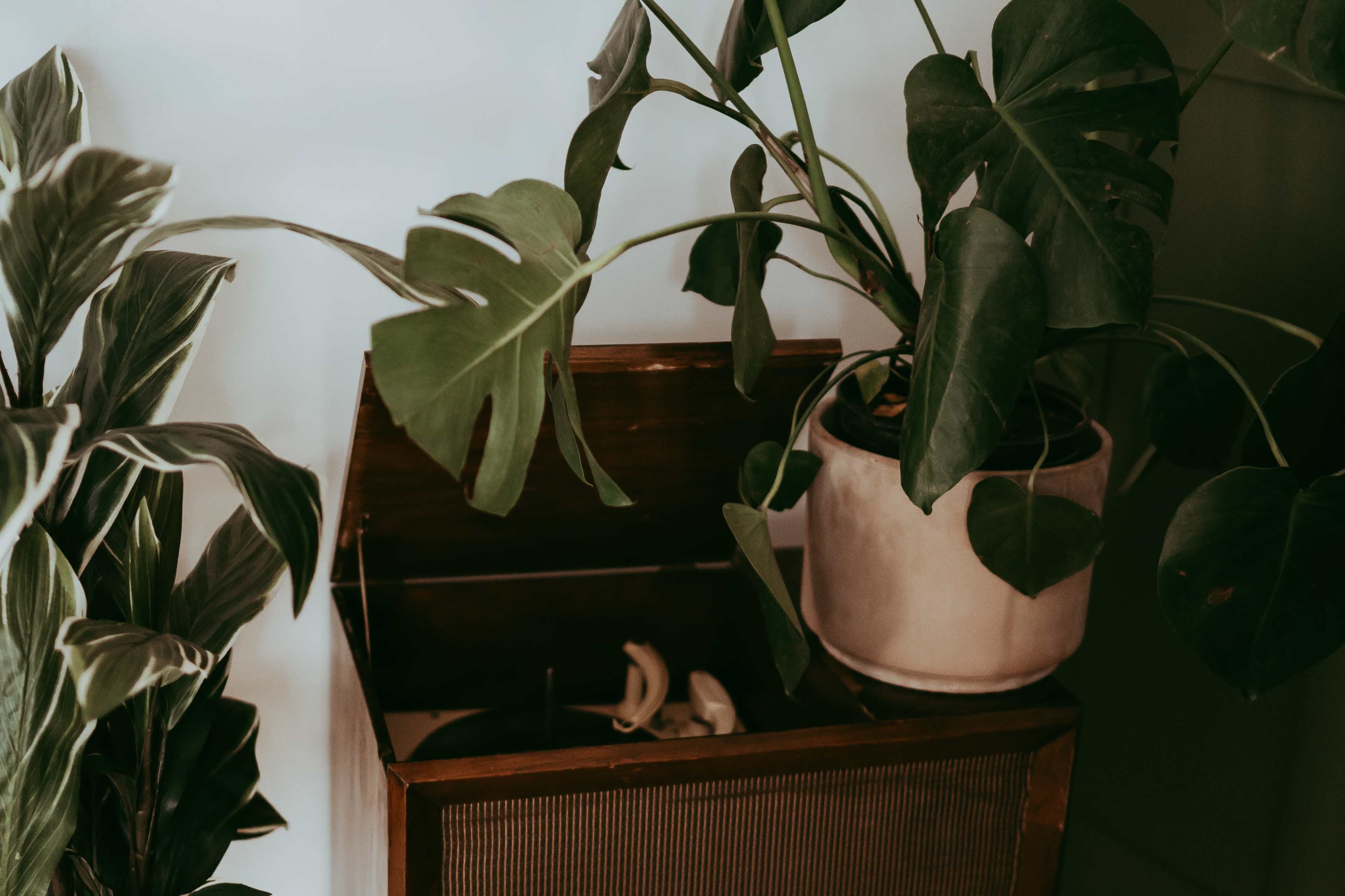 A wooden cabinet with a record player is partially open and surrounded by large potted plants.