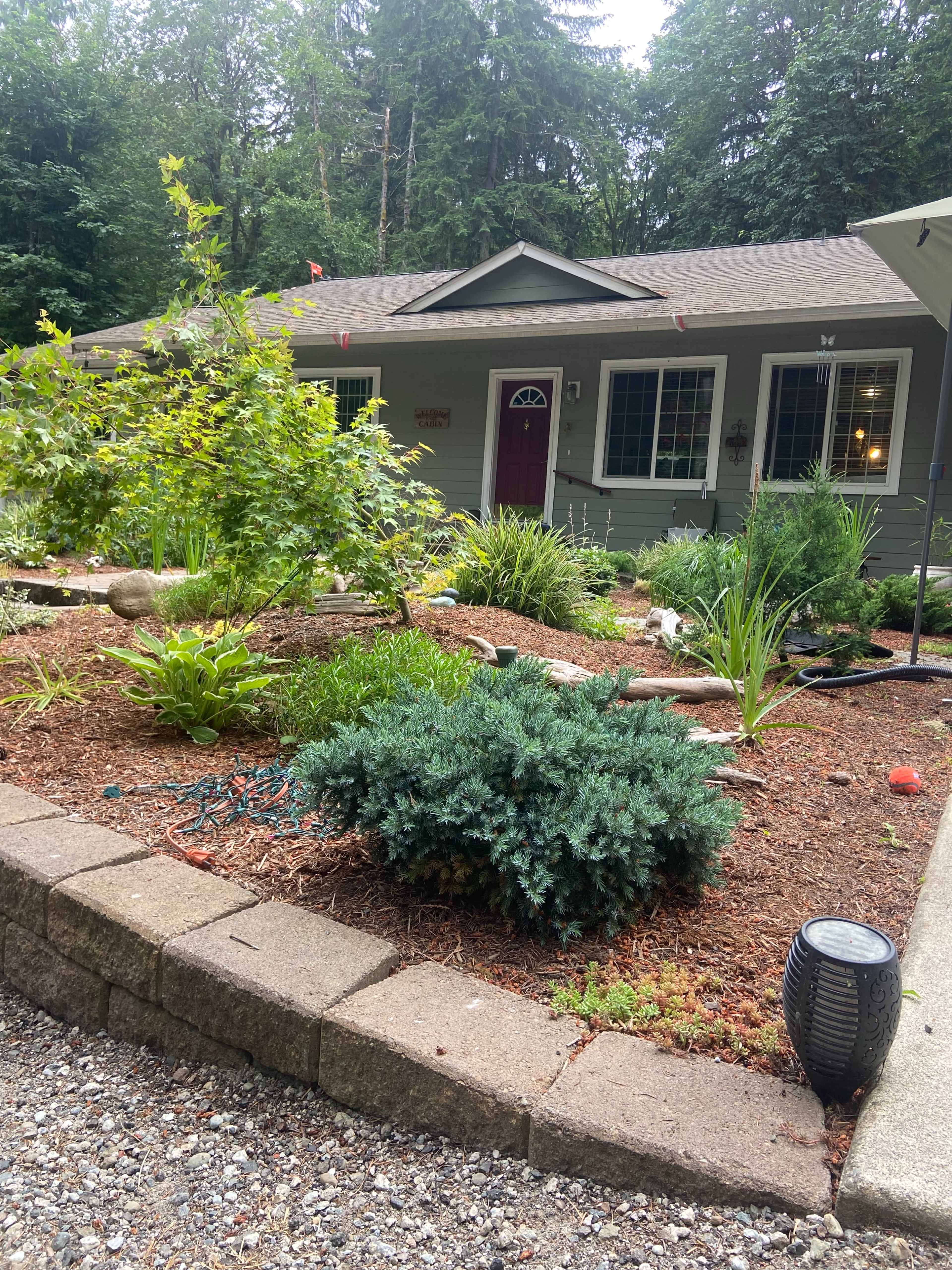 A landscaped front yard with various plants and shrubs in front of a house surrounded by trees.