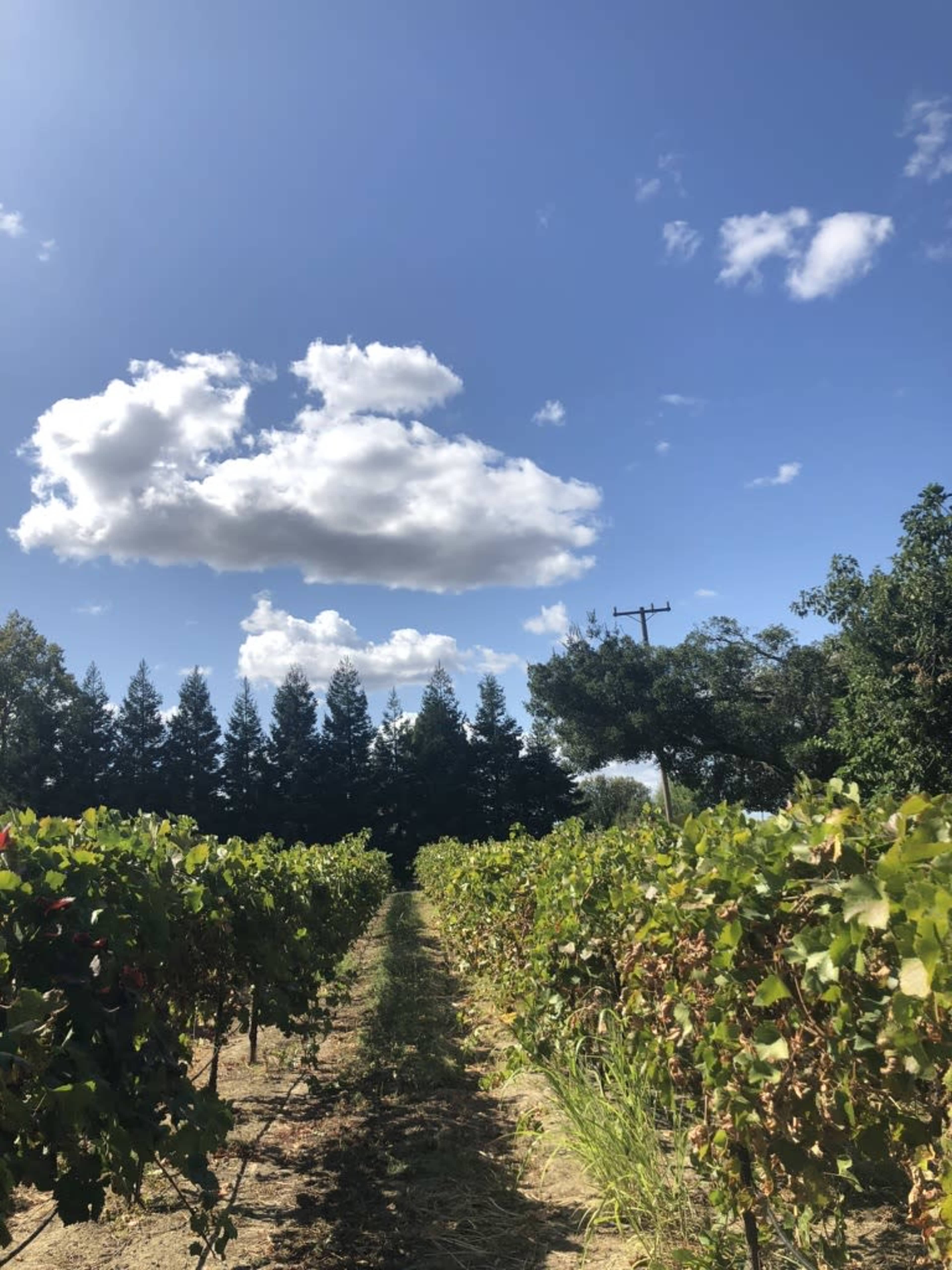 The image shows a row of grapevines in a vineyard under a blue sky with scattered clouds and tall trees in the background.