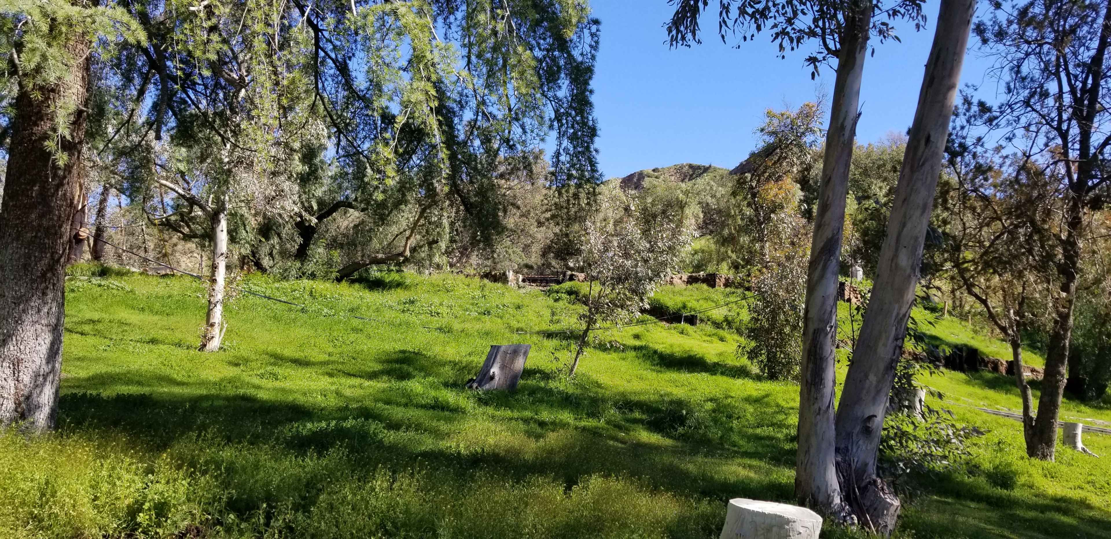 A lush green landscape features several trees and a grassy area under a clear blue sky.